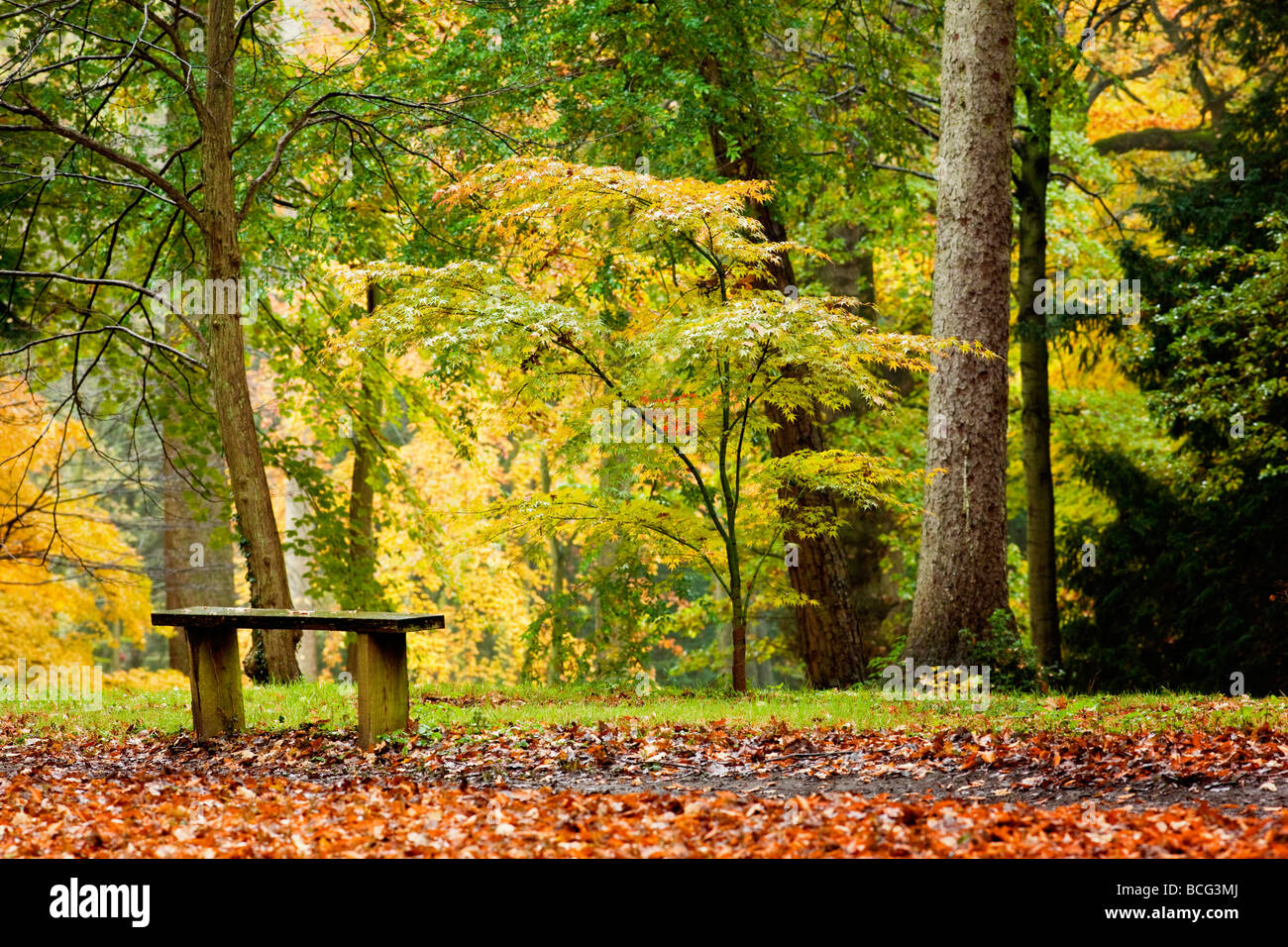 Couleurs d'automne à l'Arboretum, Perrow Thorp Yorkshire UK Banque D'Images