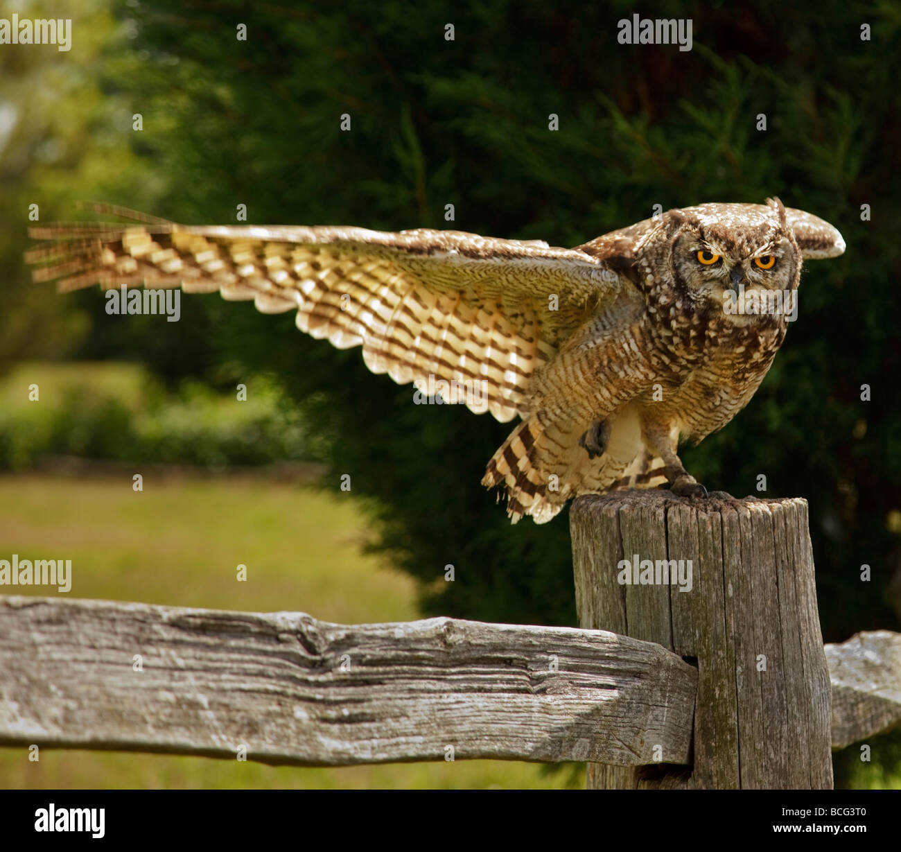Un Africain Spotted Eagle Owl. Banque D'Images