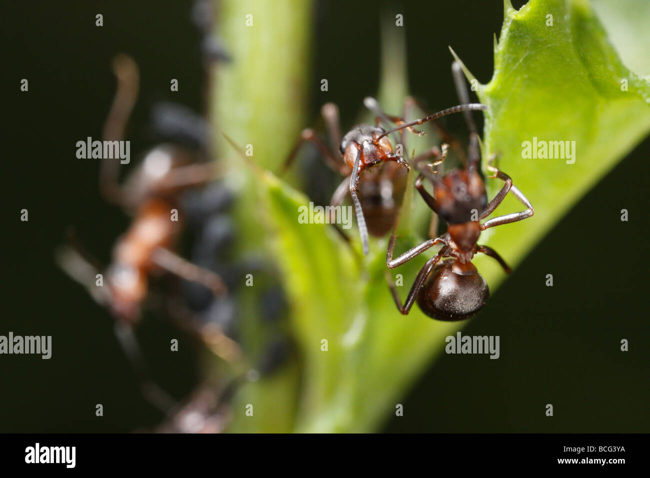 Deux fourmis Formica rufa (cheval) en danger. Banque D'Images