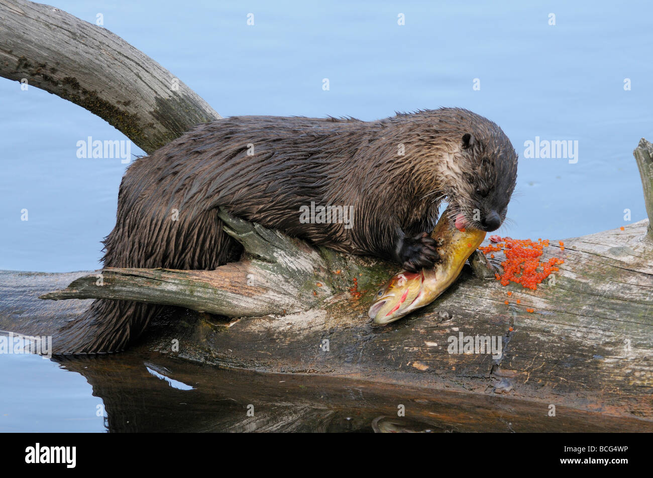 Stock photo d'une loutre de rivière sur un journal de manger une truite, le Parc National de Yellowstone, Montana, juillet 2009. Banque D'Images