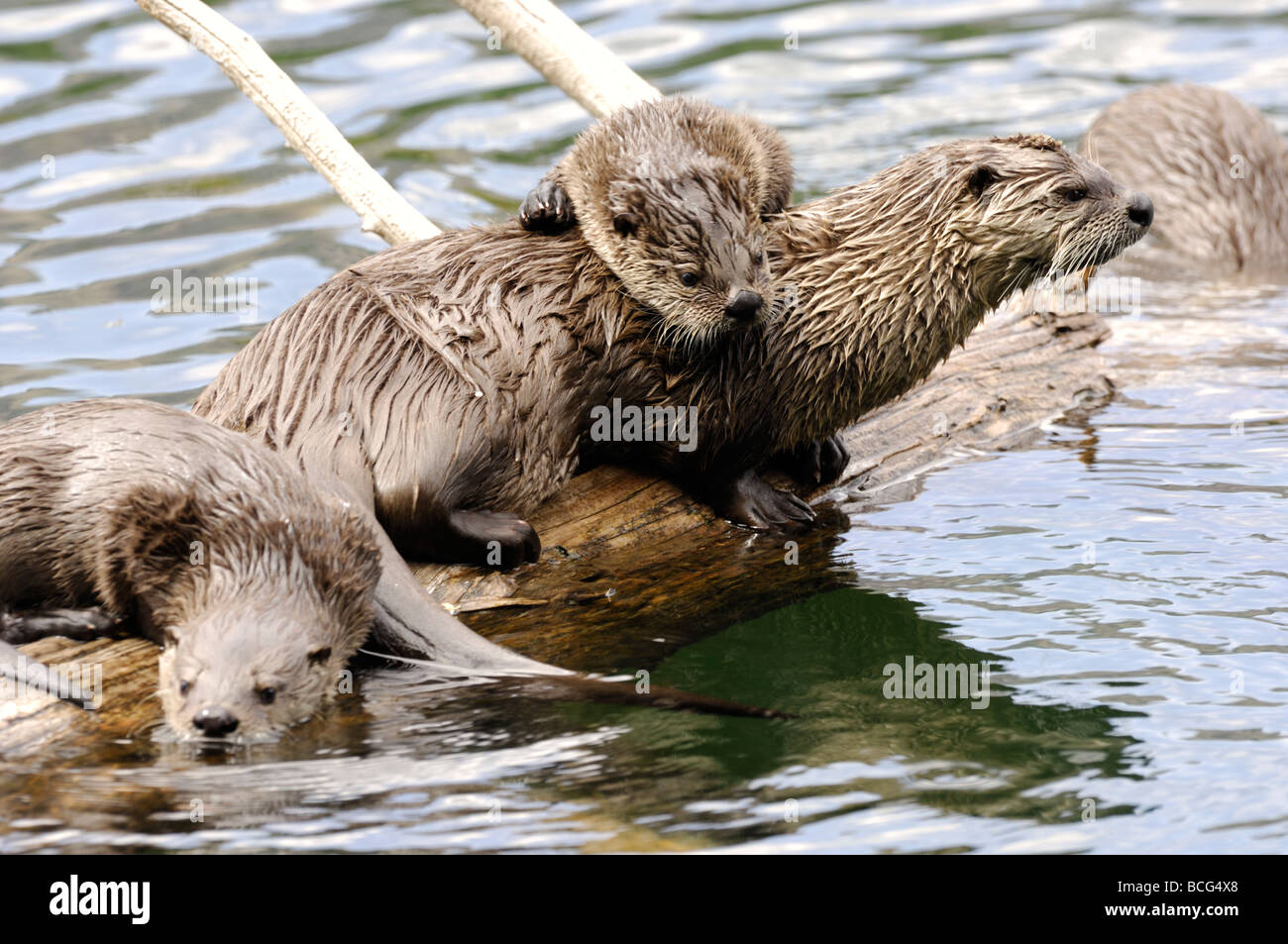 Stock photo d'une loutre de rivière famille sur un journal, le Parc National de Yellowstone, 2009. Banque D'Images