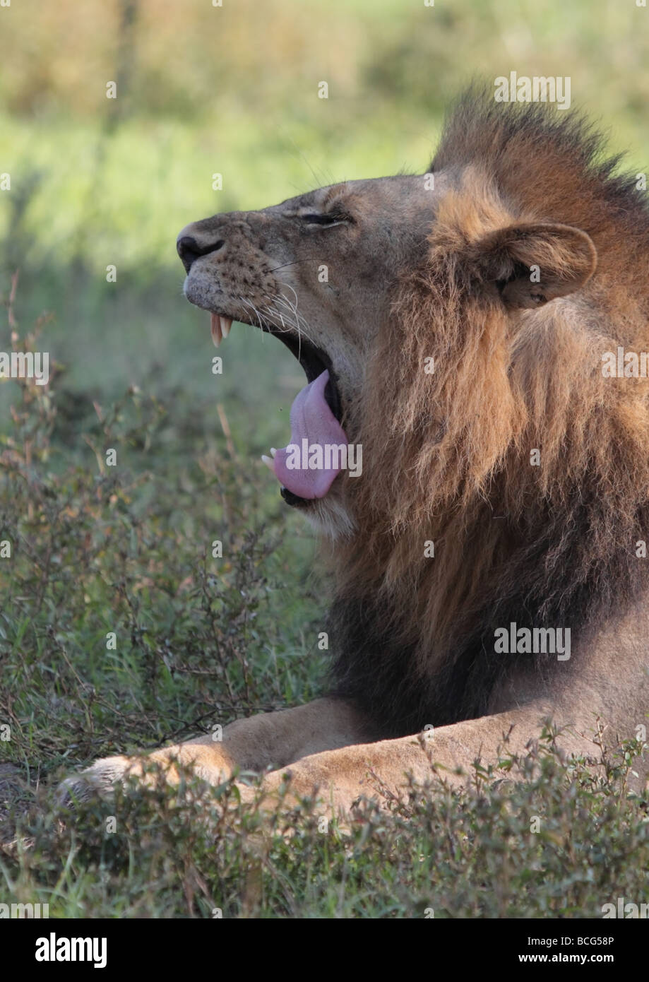 Male lion (Panthera leo), l'Afrique. Banque D'Images