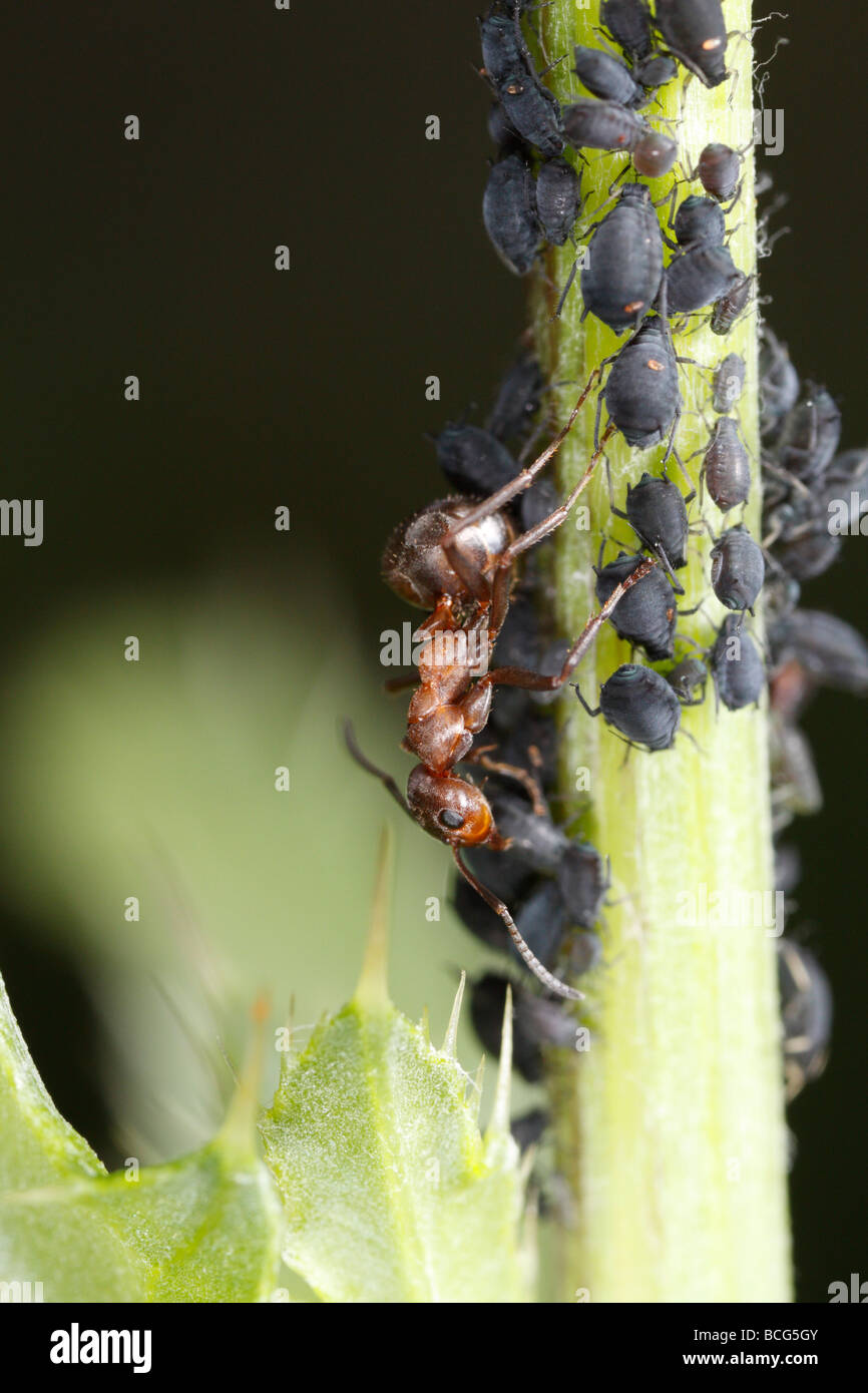 Formica rufa ant (cheval) tendant à pucerons Banque D'Images