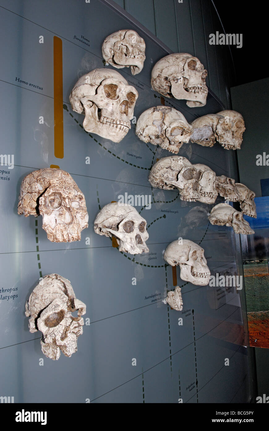 Affichage des crânes d'hominidés Musée Américain d'histoire naturelle de New York Banque D'Images