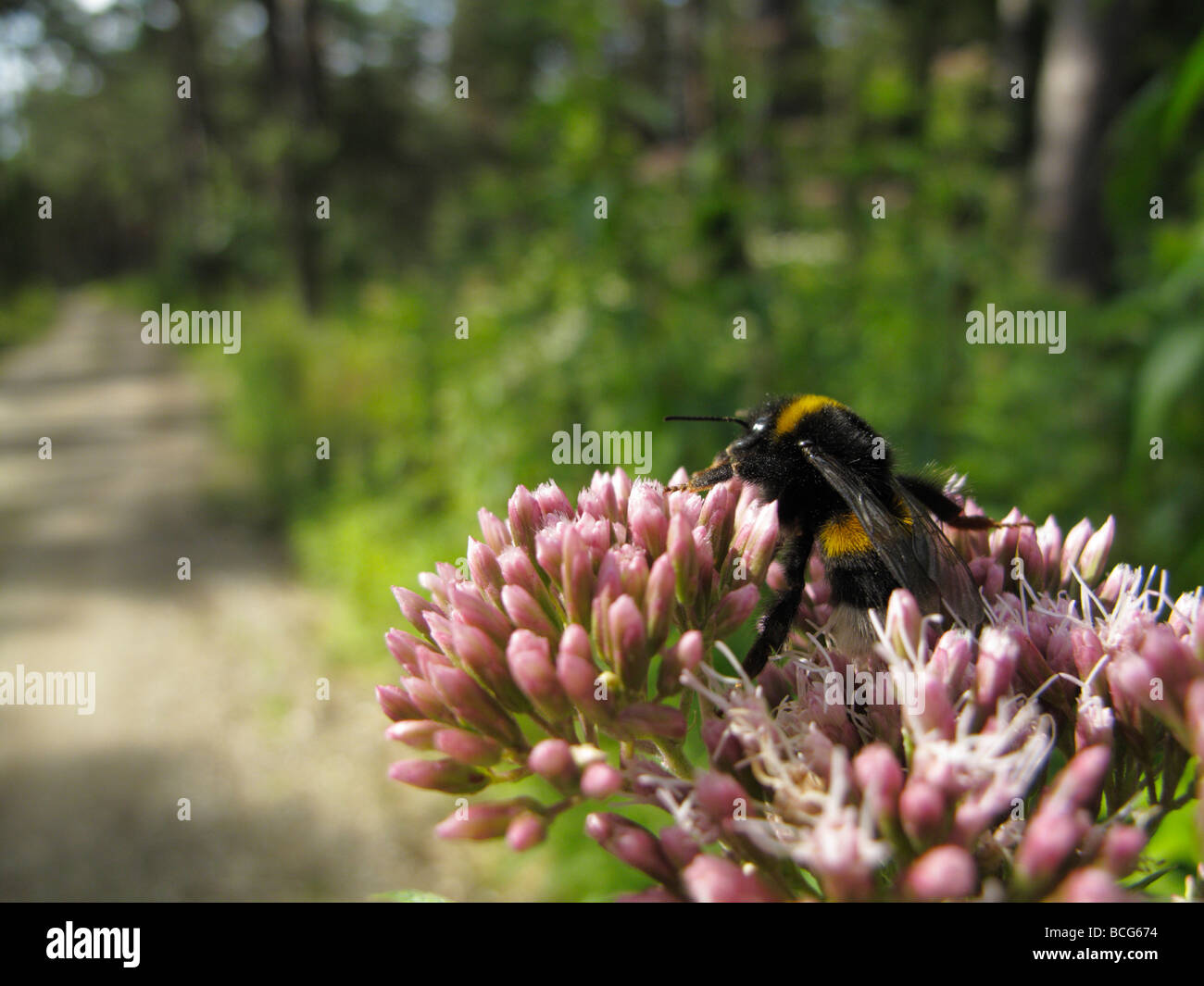 Bombus pratorum, le début de Bumblebee. Ce bourdon est assis sur une flowerhead à côté d'un chemin de terre à travers une forêt. Banque D'Images
