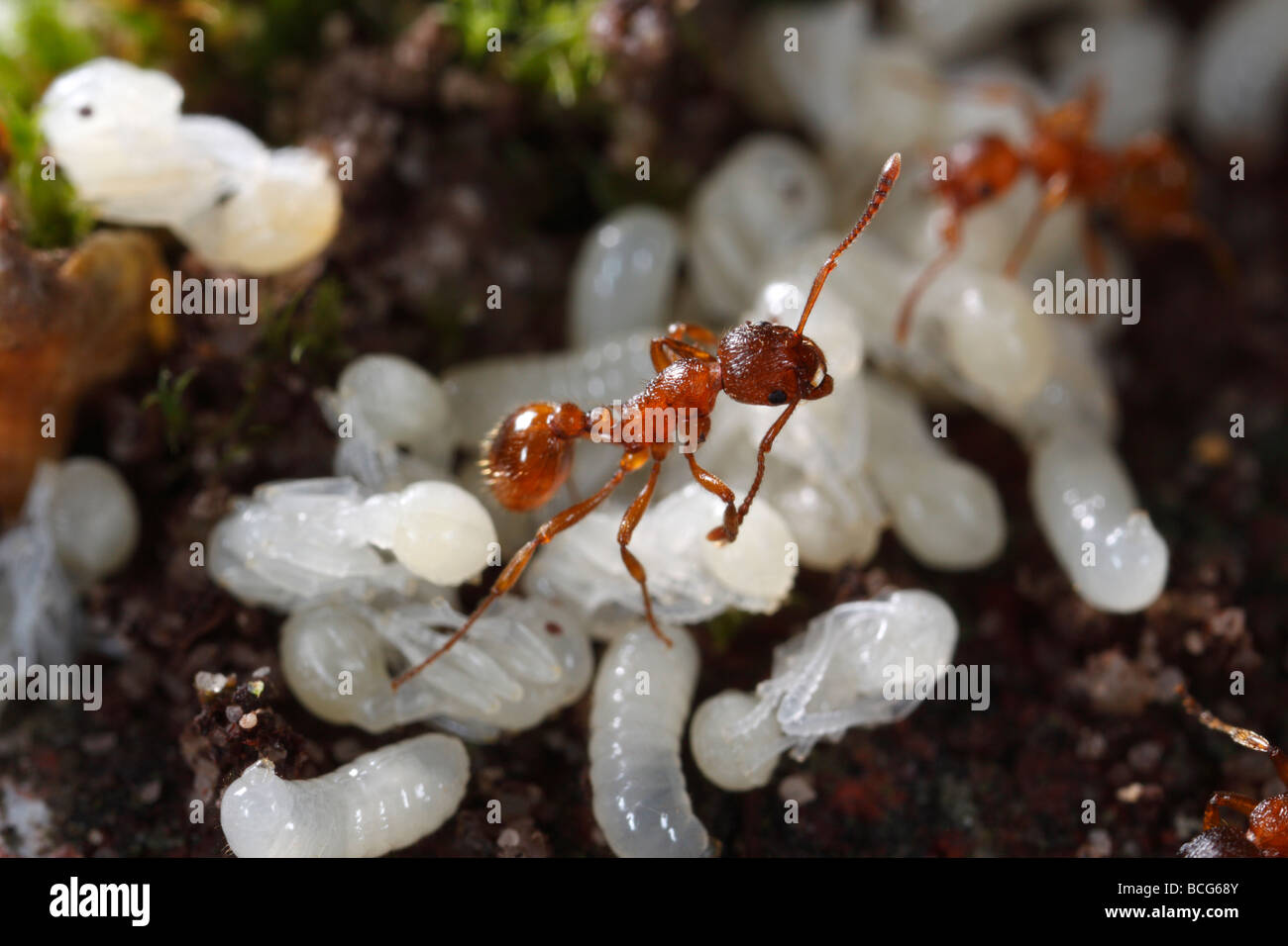 Les fourmis du genre Myrmica apportant leurs larves et nymphes retour sous terre après leur nid a été perturbé. Banque D'Images
