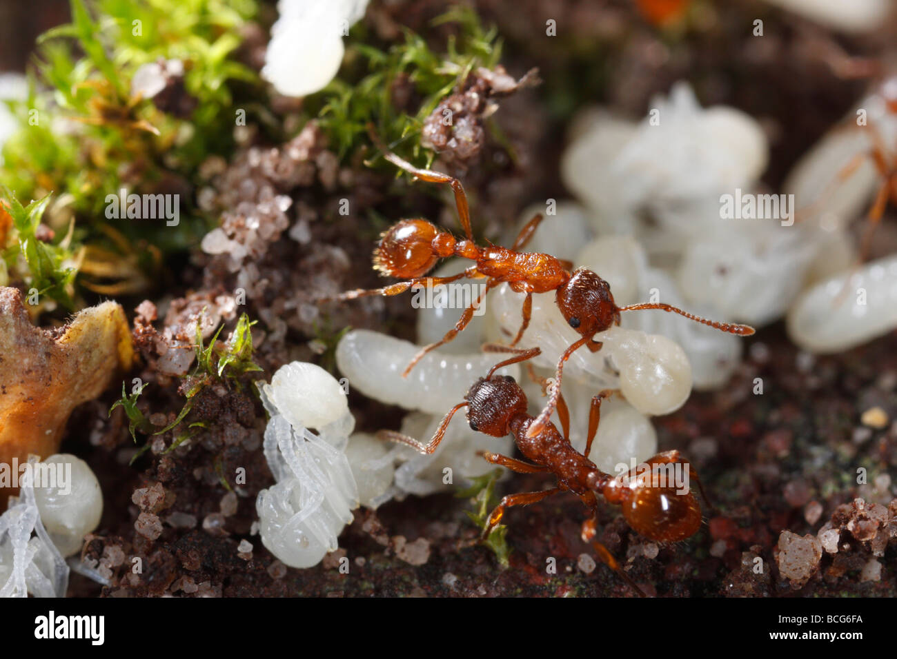 Les fourmis du genre Myrmica apportant leurs larves et nymphes retour sous terre après leur nid a été perturbé. Banque D'Images