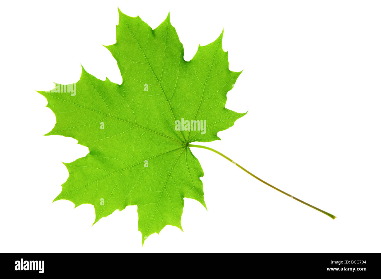 Feuilles vertes Banque D'Images