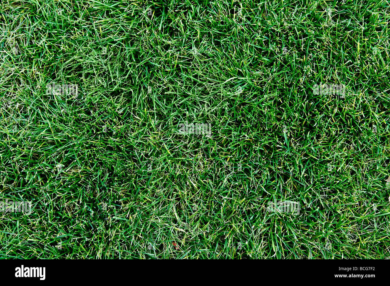 Vue de dessus de l'herbe à gazon frais Banque D'Images