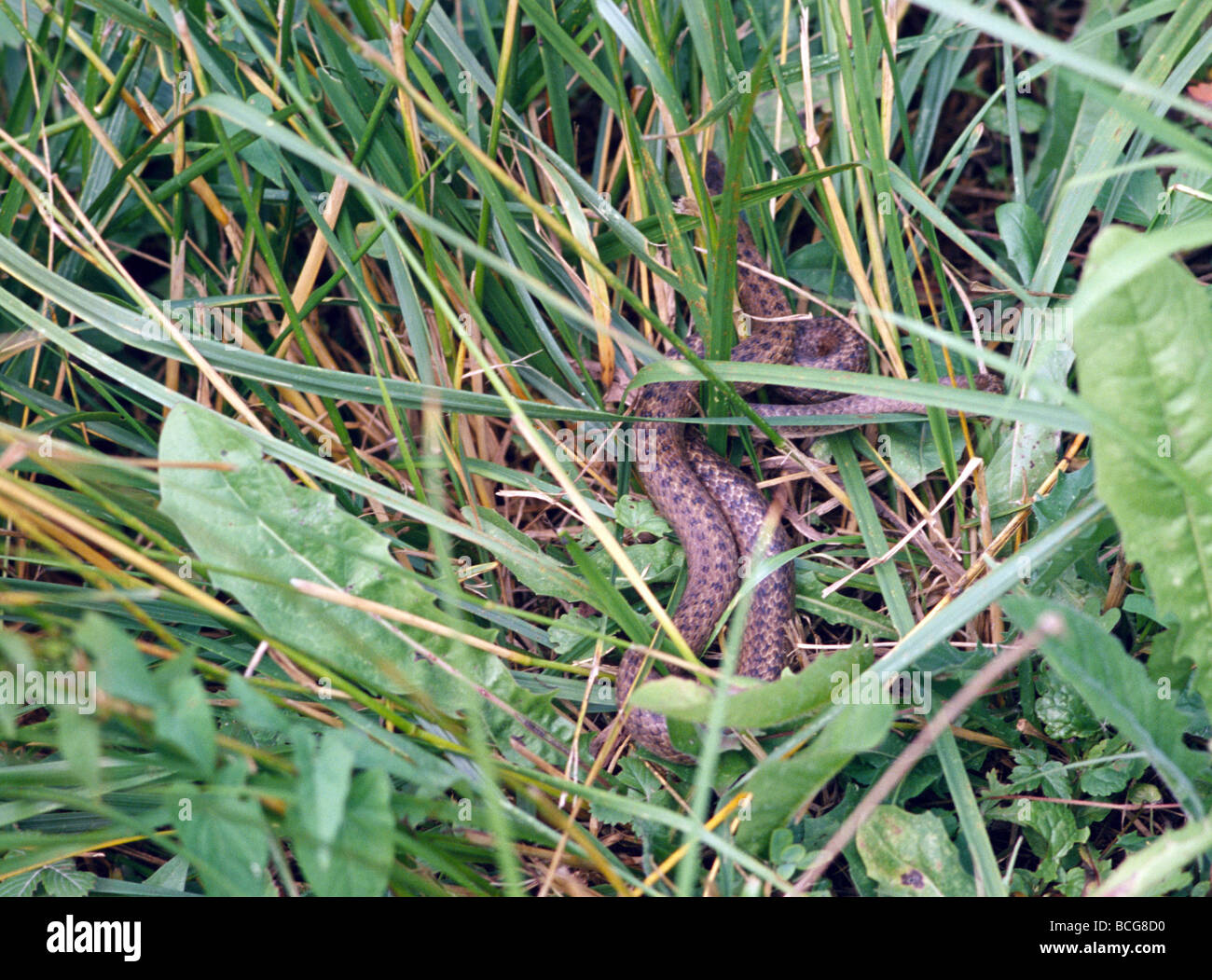 Viper commun serpent dans l'herbe haute Banque D'Images