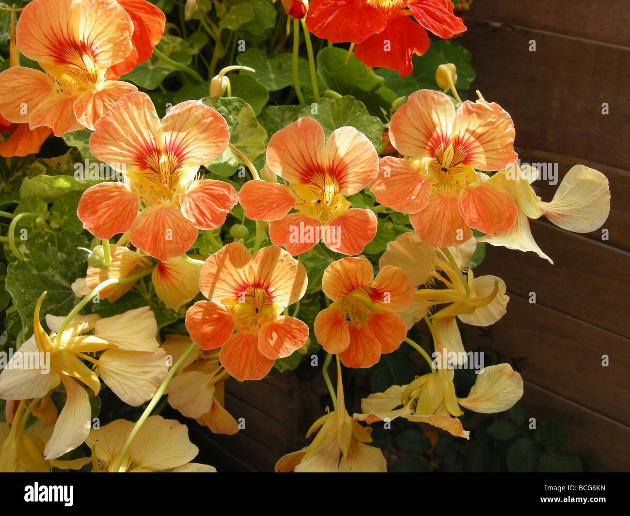 Fleurs de Capucine Banque D'Images