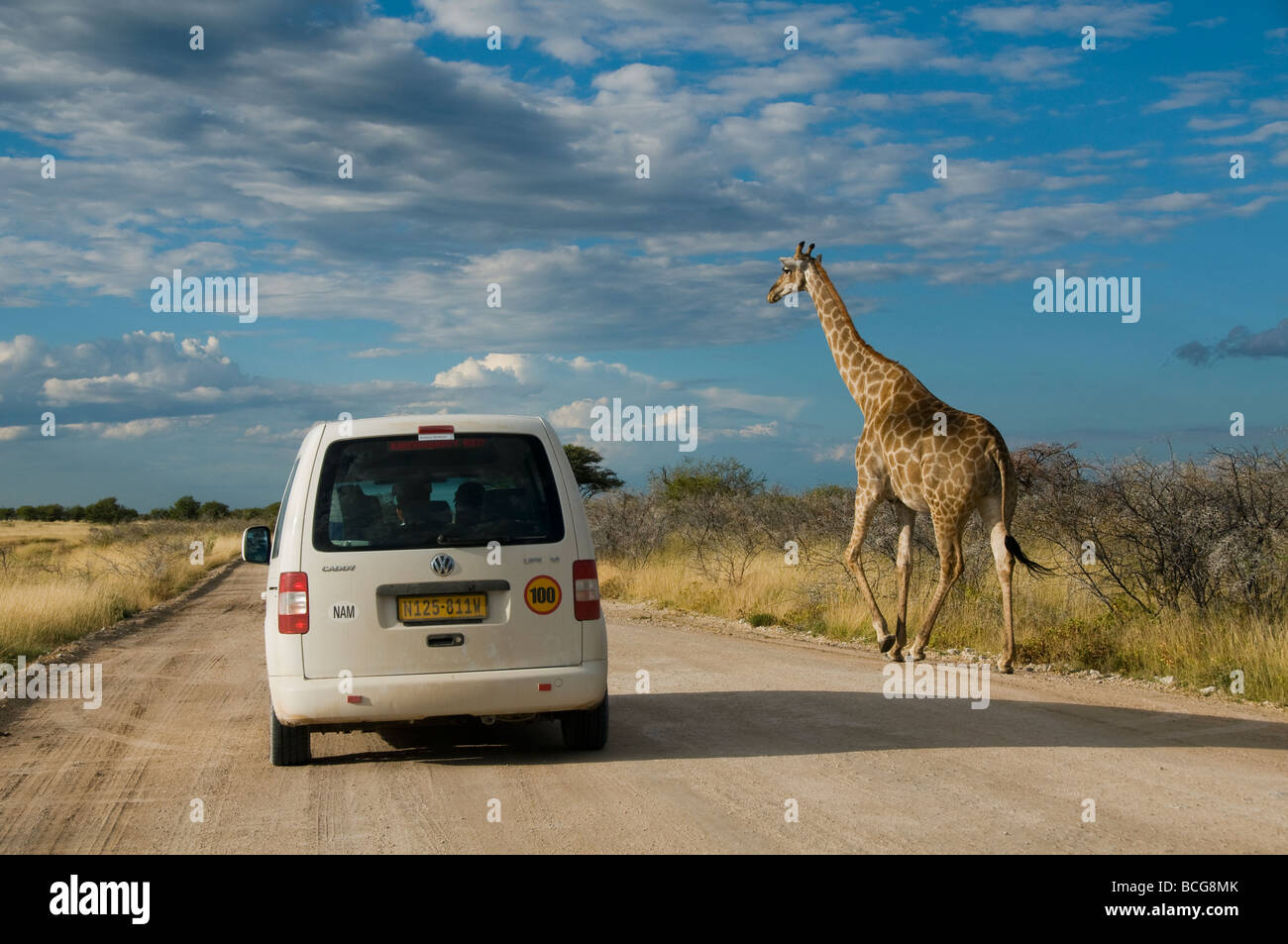 Girafe (Giraffa camelopardalis) traverser la route dans le parc national d'Etosha en Namibie Banque D'Images