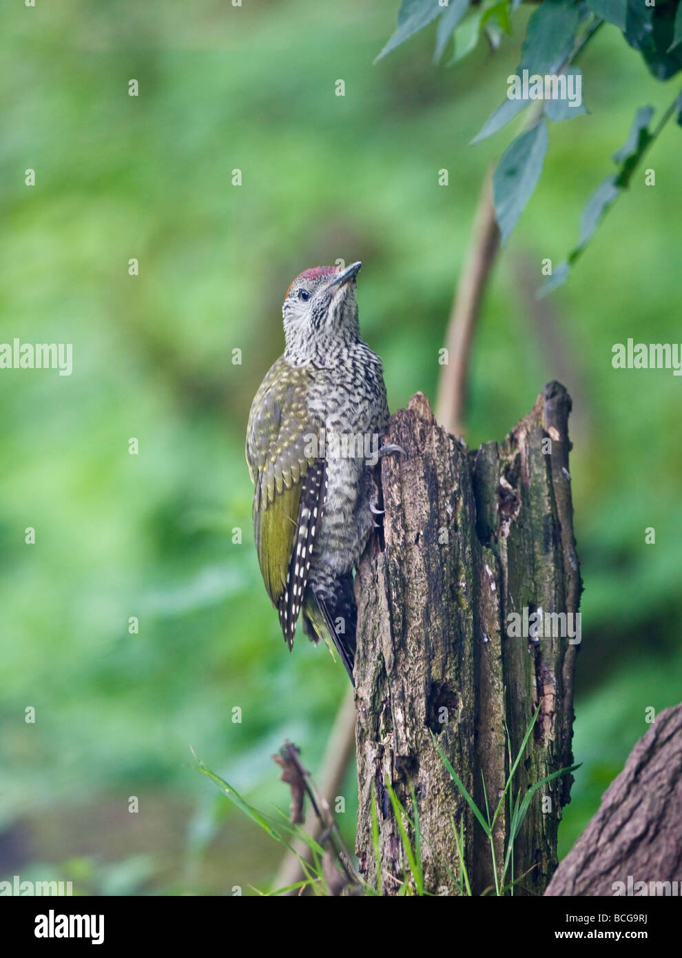 Pic Vert Picus viridis juvéniles sur souche d'arbre dans le jardin de l'Oxfordshire Banque D'Images