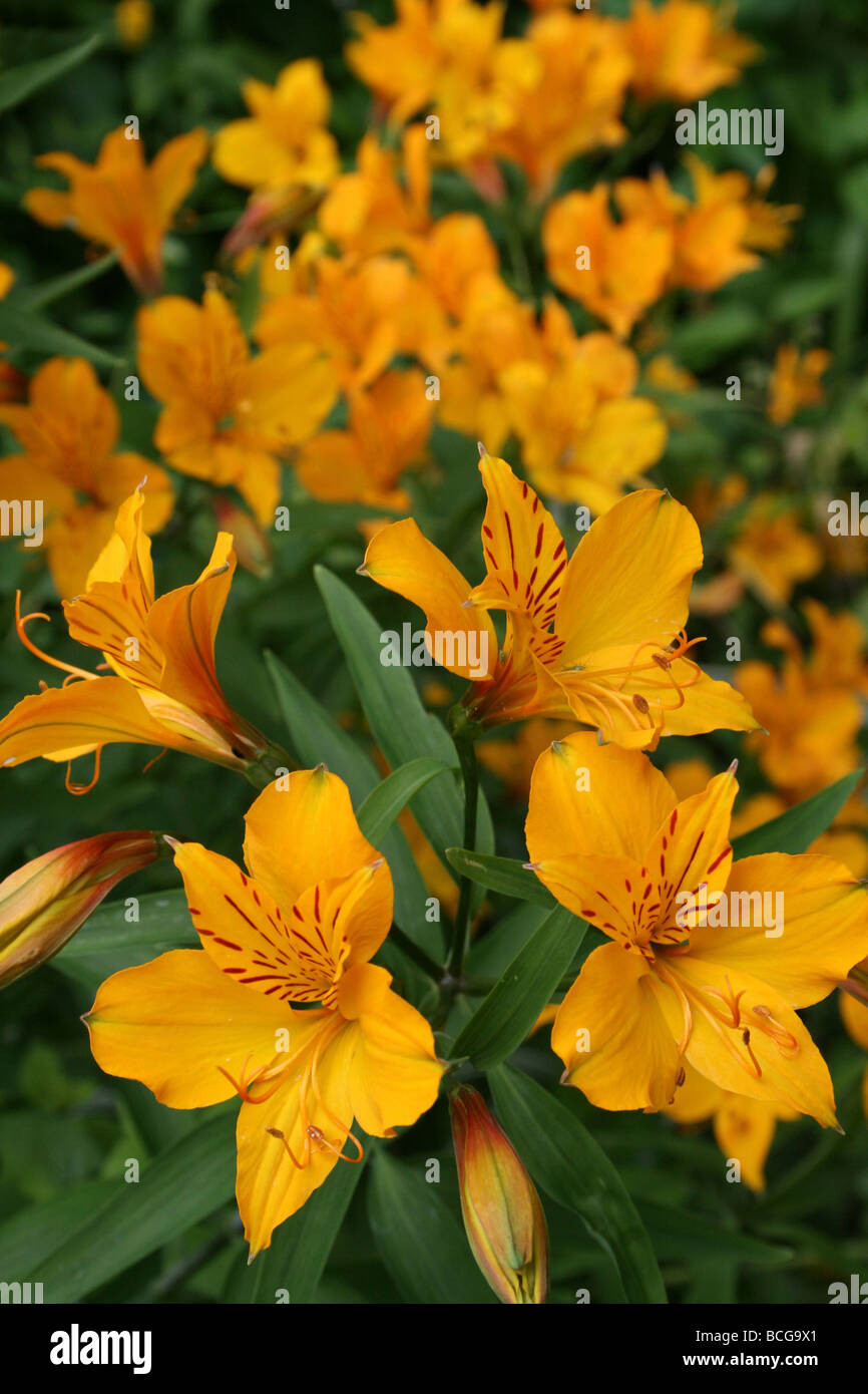 Lily péruvienne ou lis des Incas Alstroemeria aurea prises à Calderstones Park, Liverpool, Royaume-Uni Banque D'Images