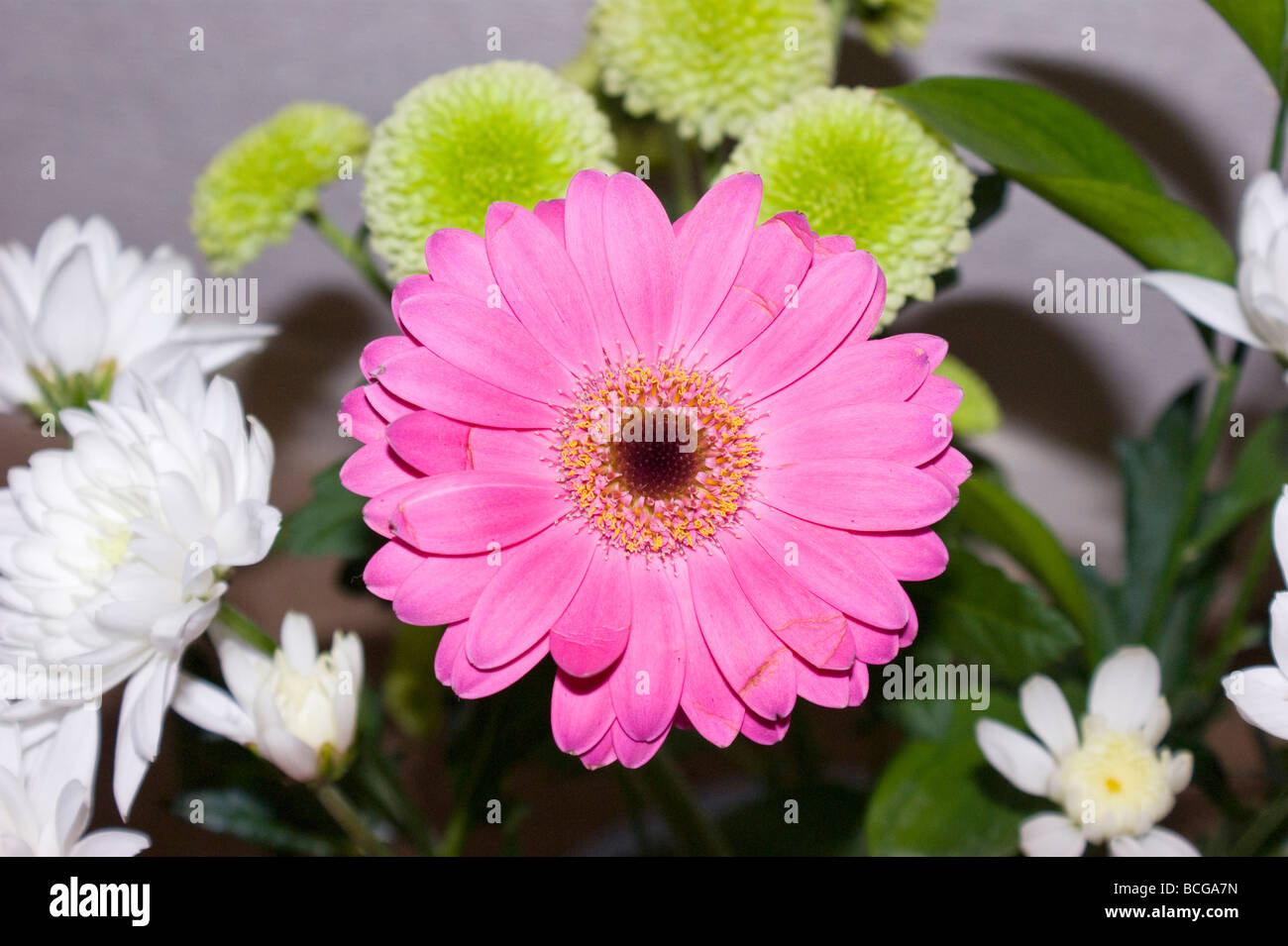 Fleur de chrysanthème rose Banque D'Images