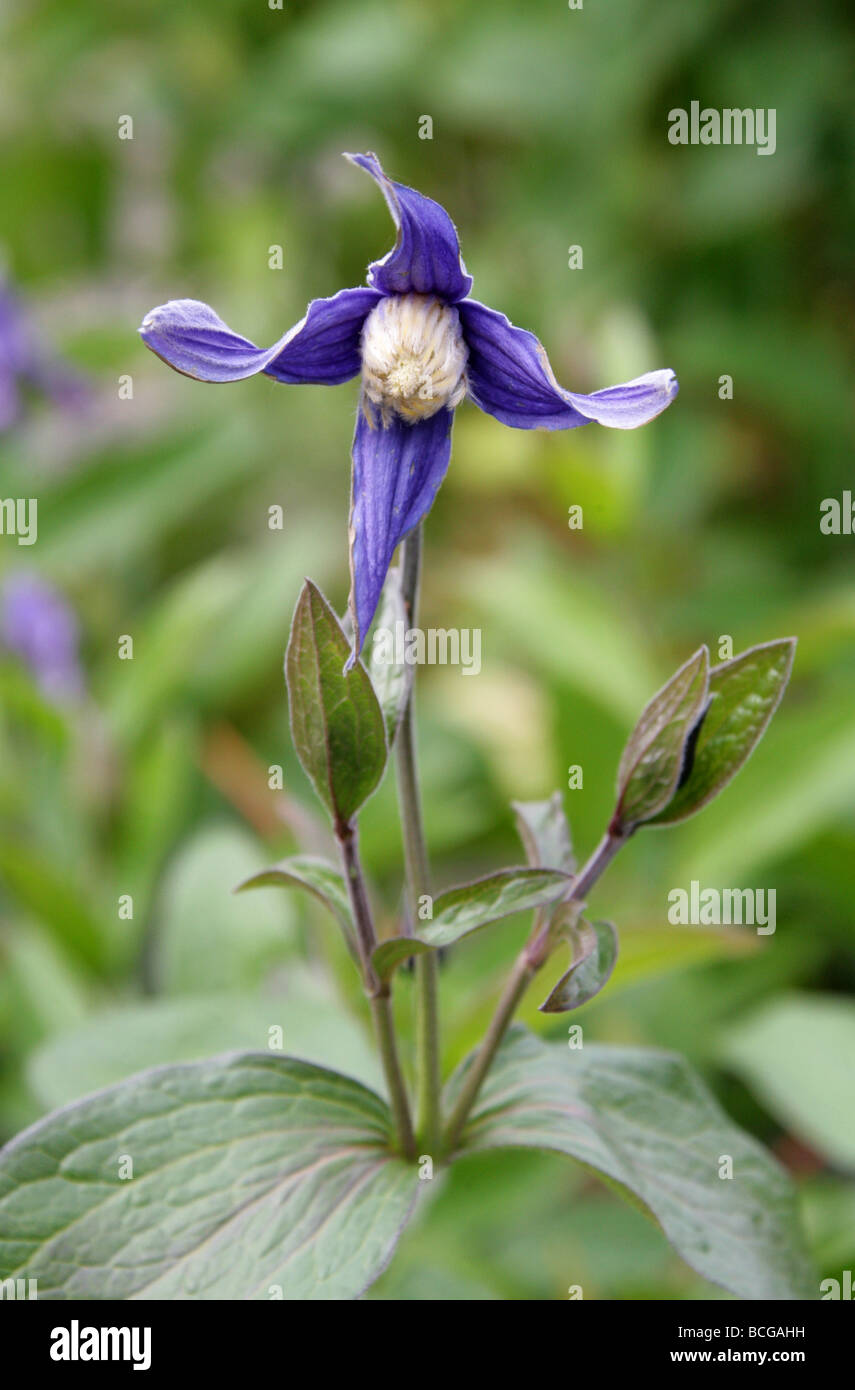 Clematis, Clematis integrifolia, Ranunculaceae, d'Europe et d'Asie tempérée Banque D'Images