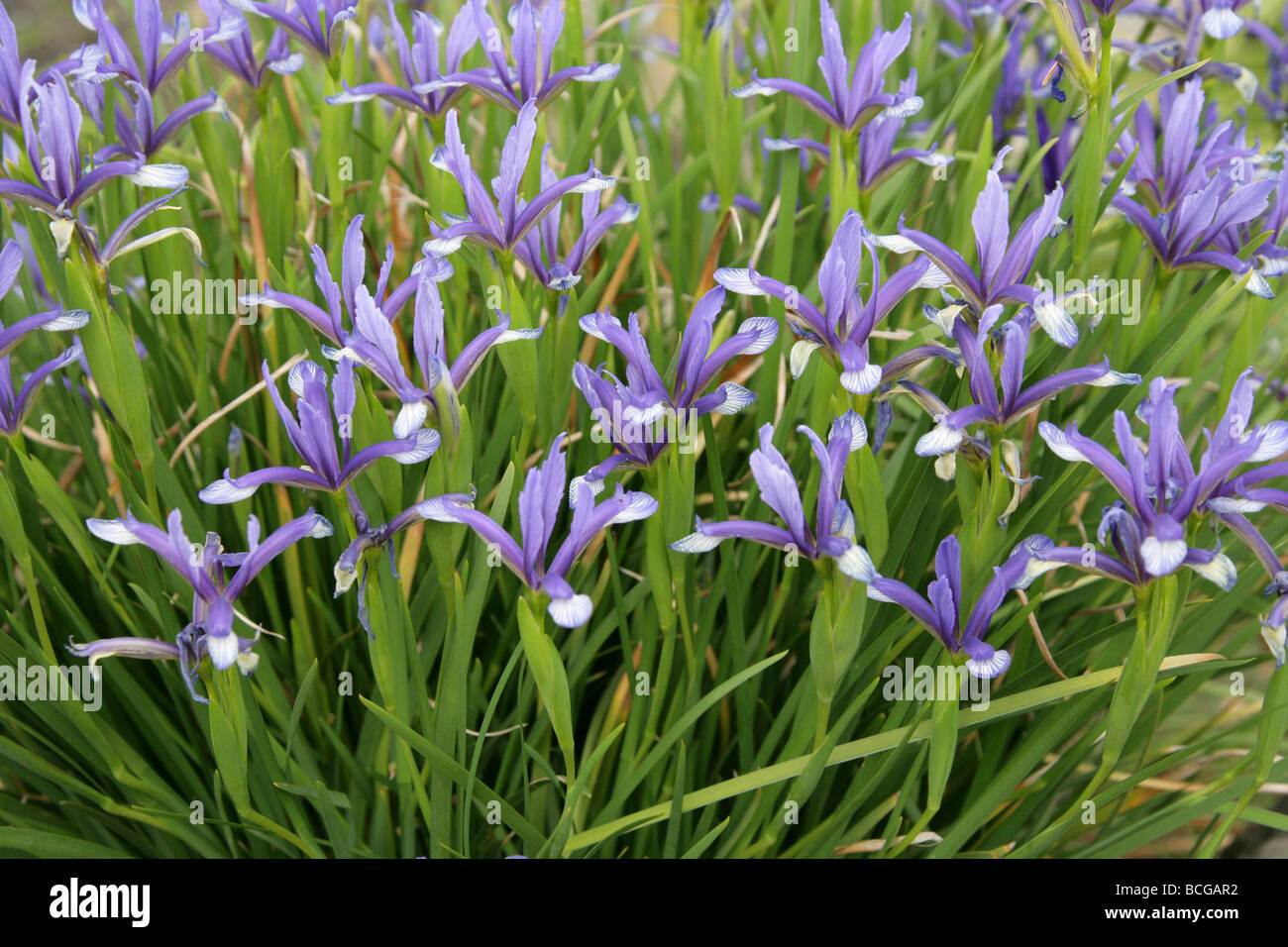 Iris sintenisii, Iridaceae, sud-est de l'Europe et la Turquie. Banque D'Images