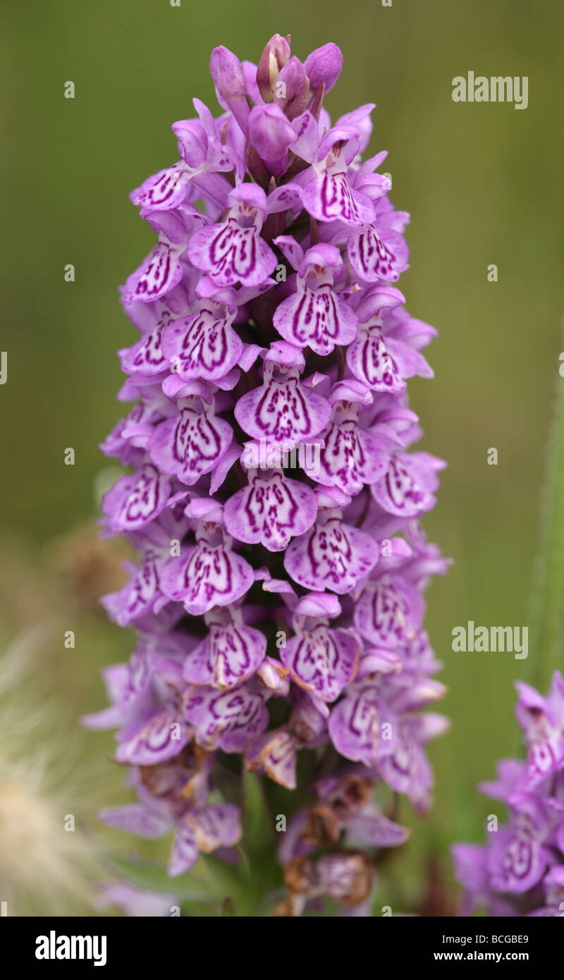 Orchidée Dactylorhiza praetermissa marécageuse du sud de la commune x d'orchidées hybrides fuchsii Banque D'Images