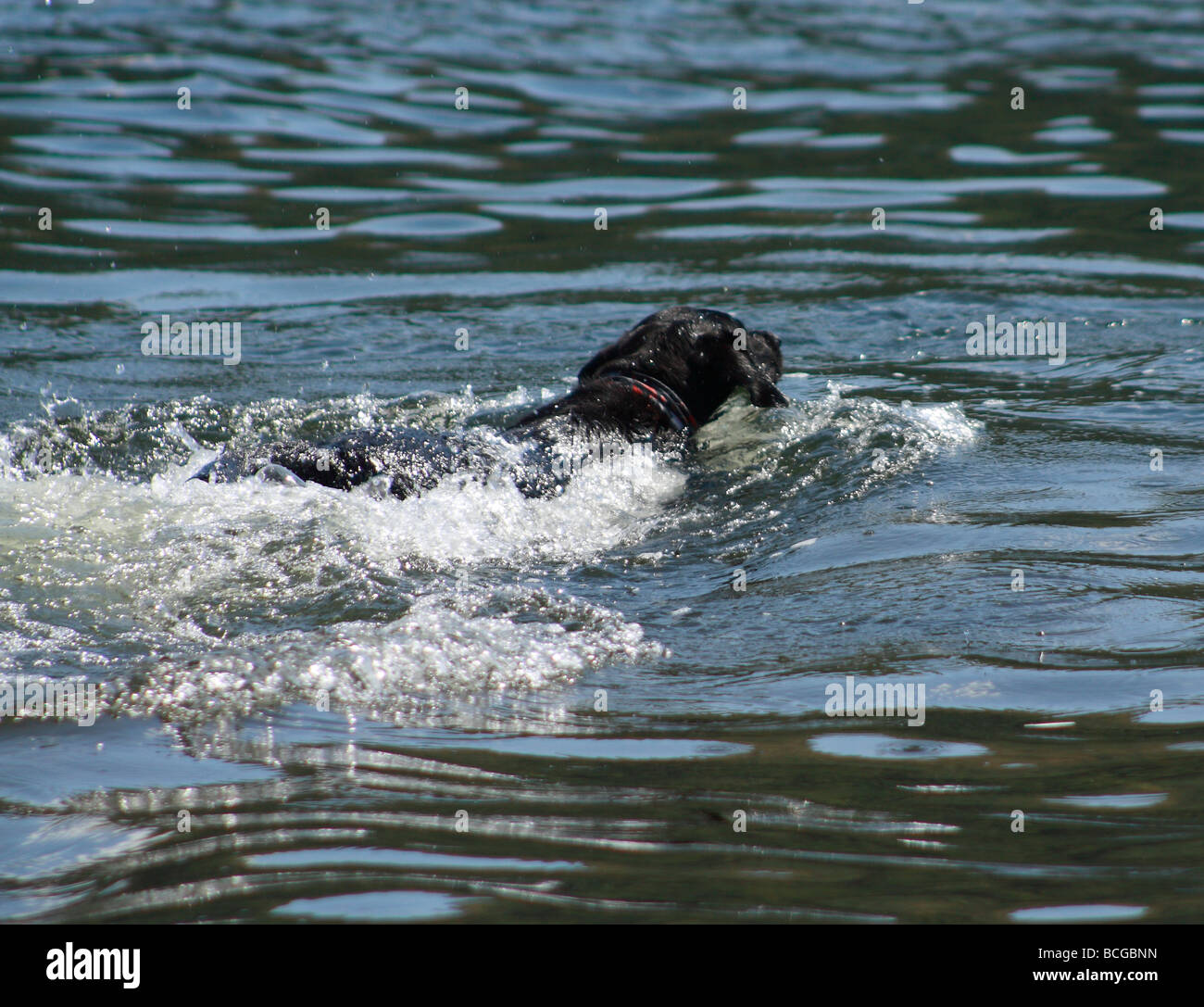 Piscine dans ulleswater dog lake district Banque D'Images