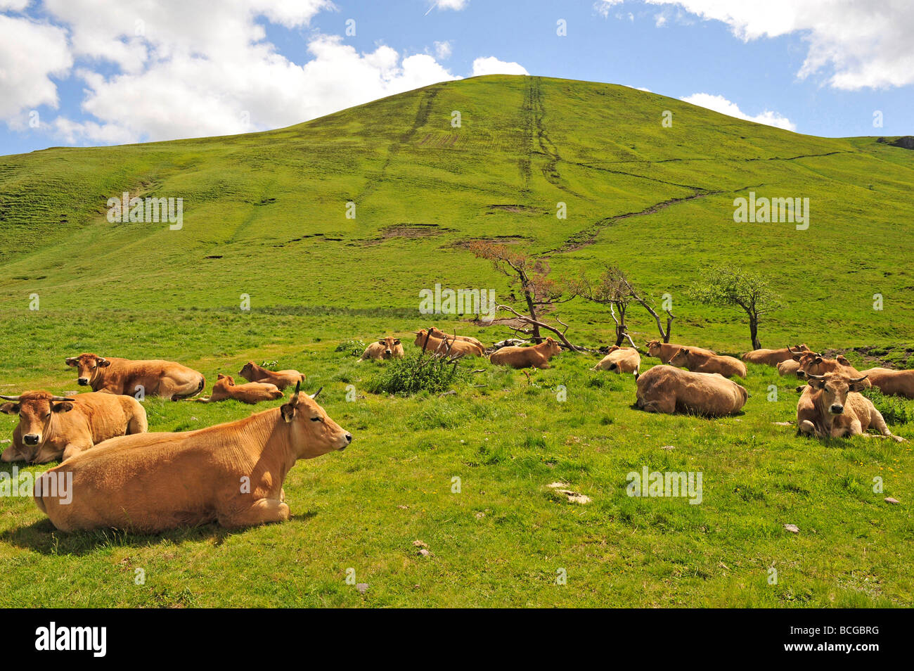 FRANCE PUY DE DOME MASSIF DU SANCY 63 TROUPEAU DE VACHES DANS LE MASSIF DU SANCY Banque D'Images
