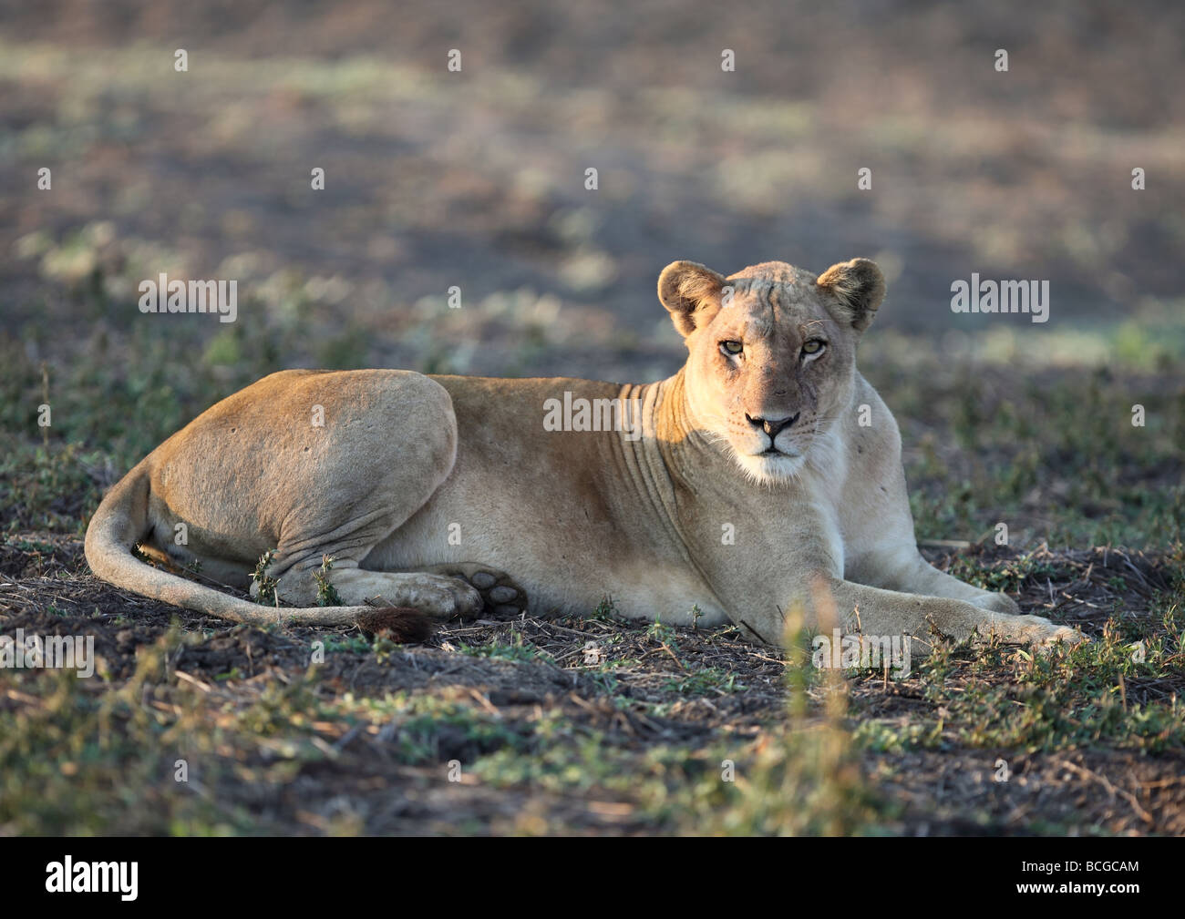 Femme lion (Panthera leo), l'Afrique. Banque D'Images