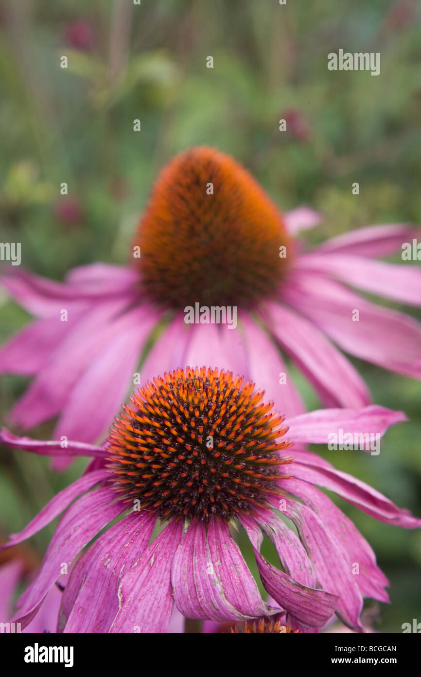 L'échinacée est un genre de plantes herbacées de la famille Banque D'Images