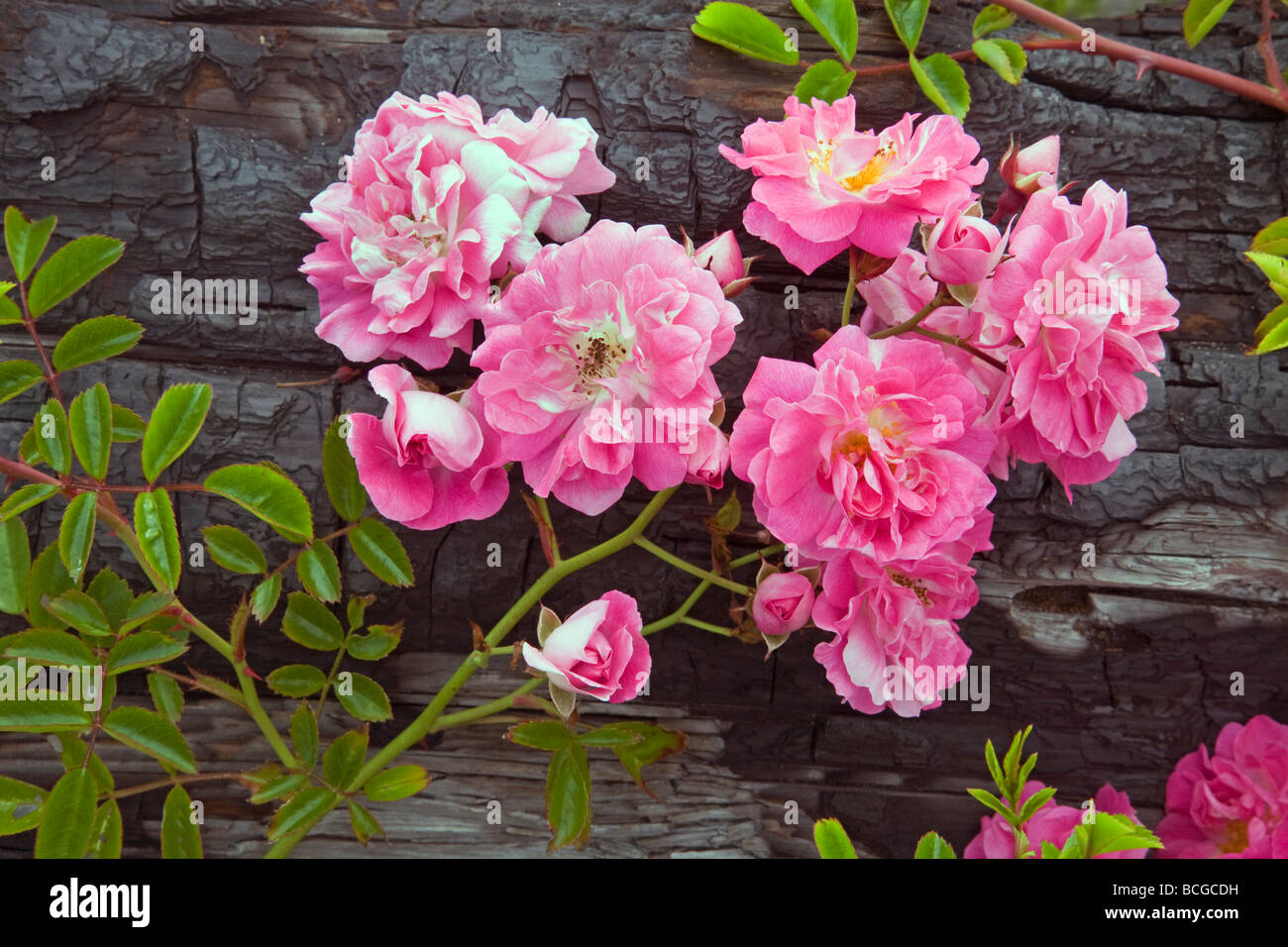 Wild beach roses poussent dans les journaux de bois flotté sur la côte du Pacifique de l'Oregon près de Rockaway Beach, Oregon. Banque D'Images