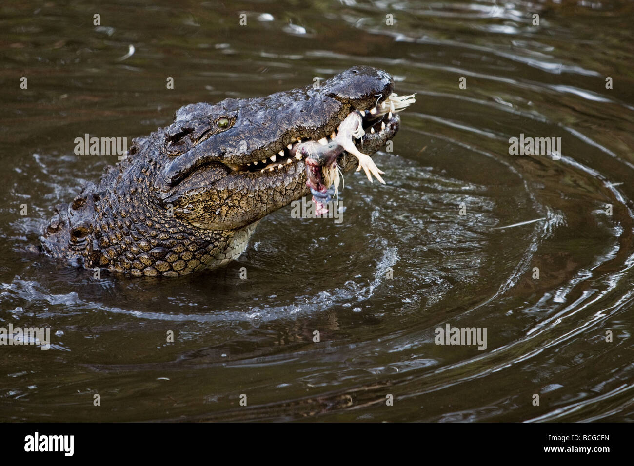 Le crocodile du Nil, avec sa tête hors de l'eau, manger un poulet. Banque D'Images