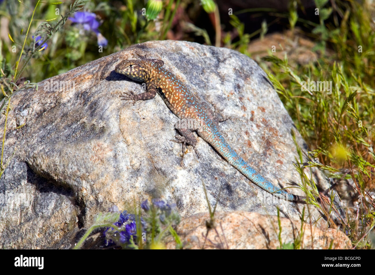 Côté commun-lézard tacheté (Uta stansburiana) dans la région de Anza Borrego Desert State Park, Californie. Banque D'Images