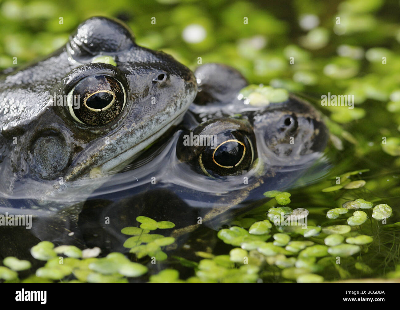 European Common frog Rana temporaria couple l'accouplement Banque D'Images