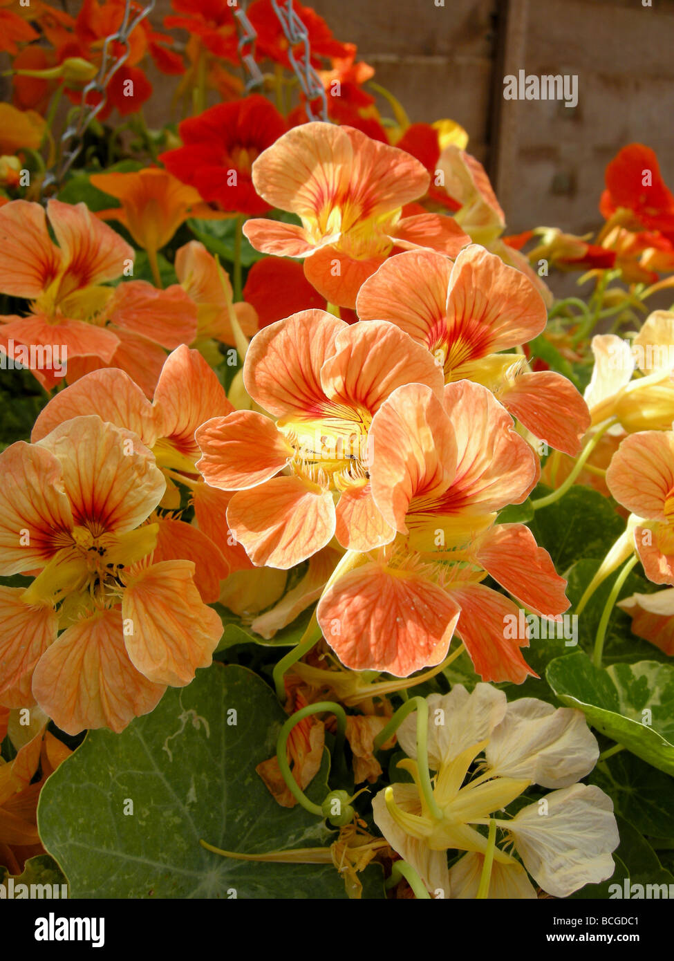 Fleurs de capucines en orange rouge jaune Banque D'Images