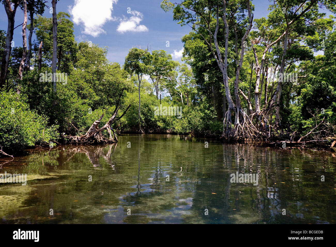 Une promenade en bateau à travers la forêt de mangrove à Playa Grande République Dominicaine Banque D'Images