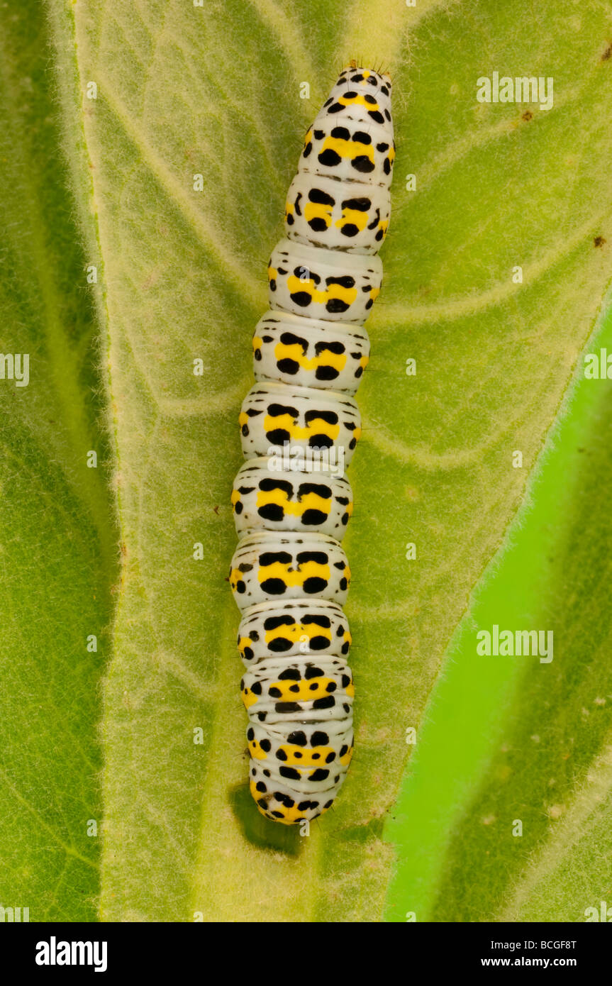 Une espèce de chenille Cucullia verbasci Molène sur une usine de molène au Royaume-Uni Banque D'Images