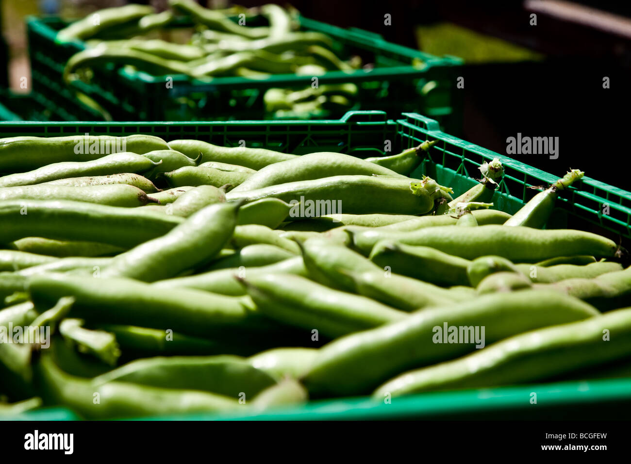 Choisi les féveroles à prêt pour le supermarché Banque D'Images