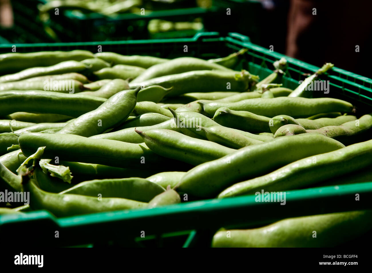 Choisi les féveroles à prêt pour le supermarché Banque D'Images
