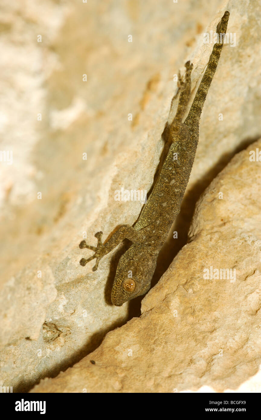 Ventilateur israélienne Gecko Ptyodactylus puiseuxi fingered Banque D'Images