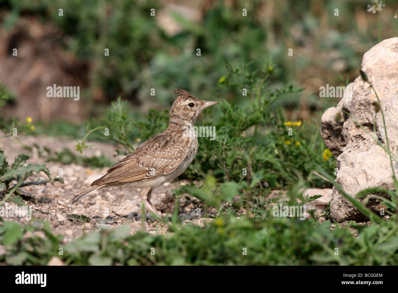 Crested lark Galerida cristata Bulgarie Juin 2009 Banque D'Images