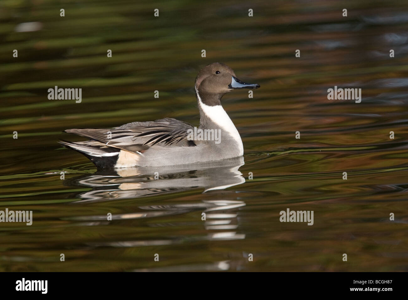 Un mâle canard pilet sur l'eau en raison de feuillage de l'automne à Slimbridge WWT, Gloucestershire, Royaume-Uni Banque D'Images