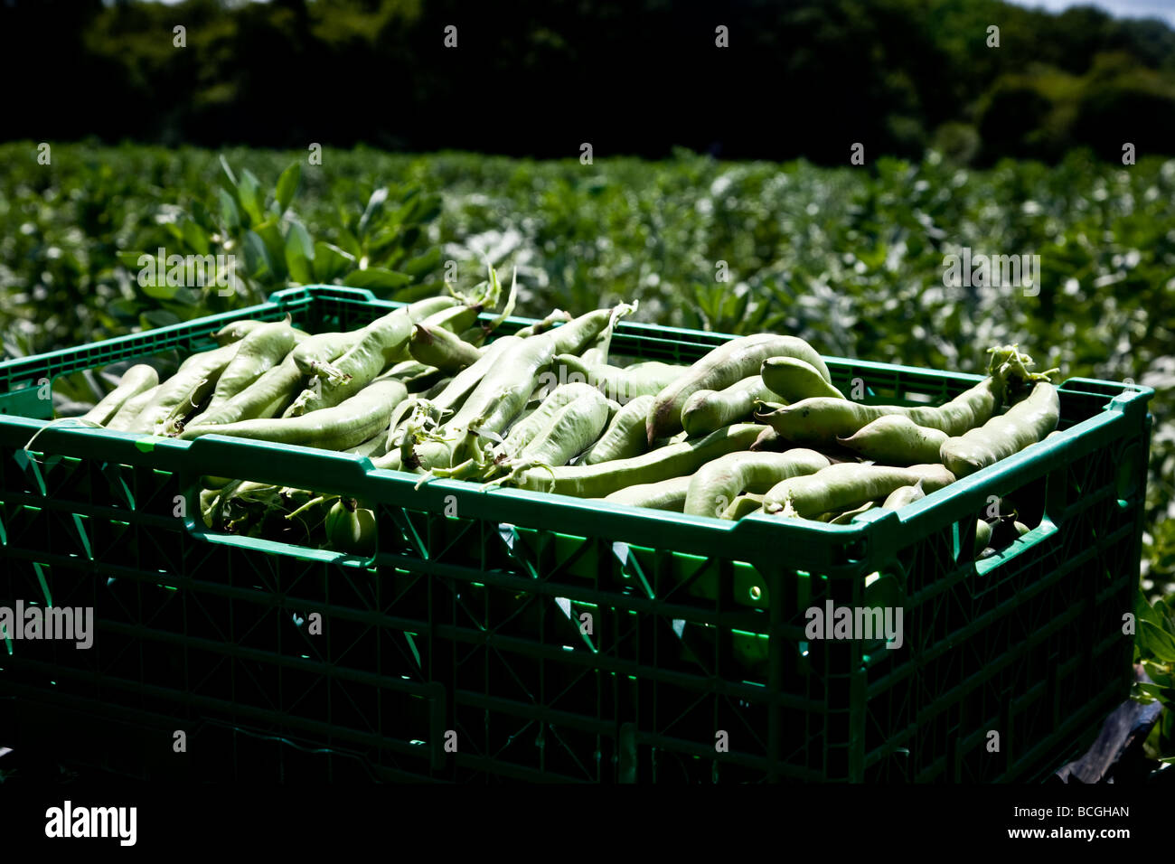 Fèves récoltées dans des boîtes dans les champs Banque D'Images