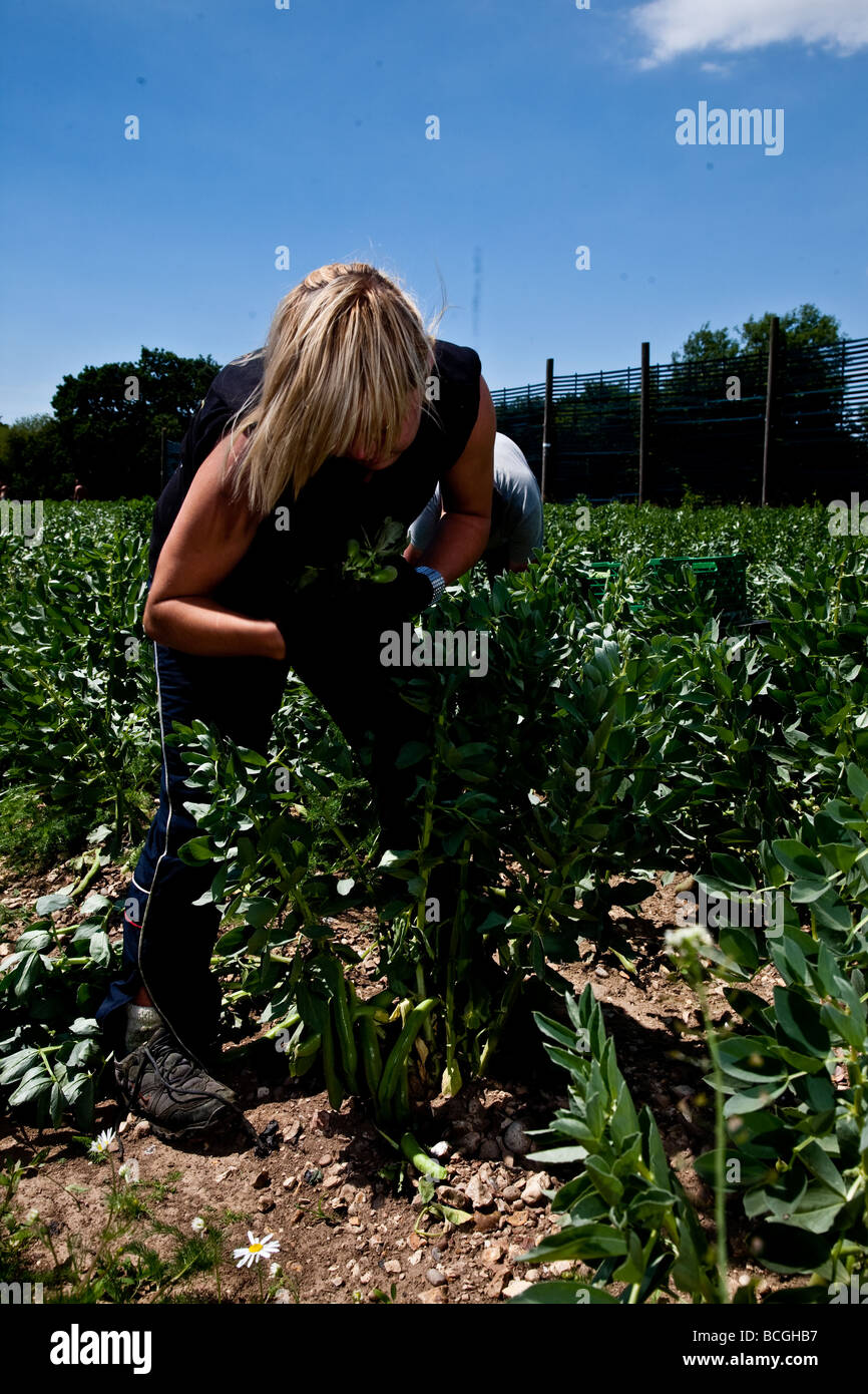 Les féveroles, poussant dans un champ, prêt à être moissonné Banque D'Images
