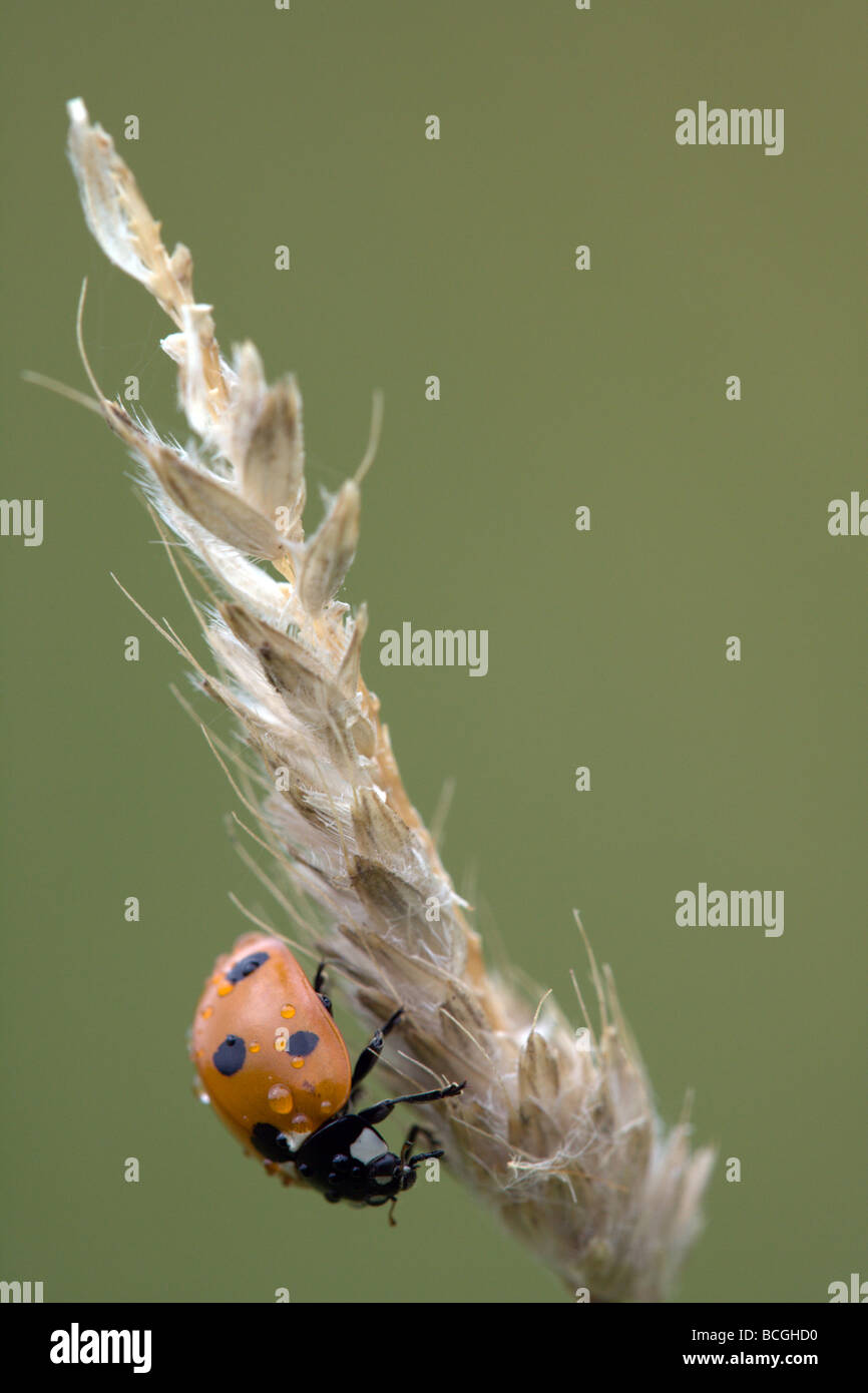 Vue de profil d'un rouge / orange 7-spot coccinelle (Coccinella 7-punctata) au repos sur une tête couverte d'herbe dans des gouttelettes de pluie Banque D'Images