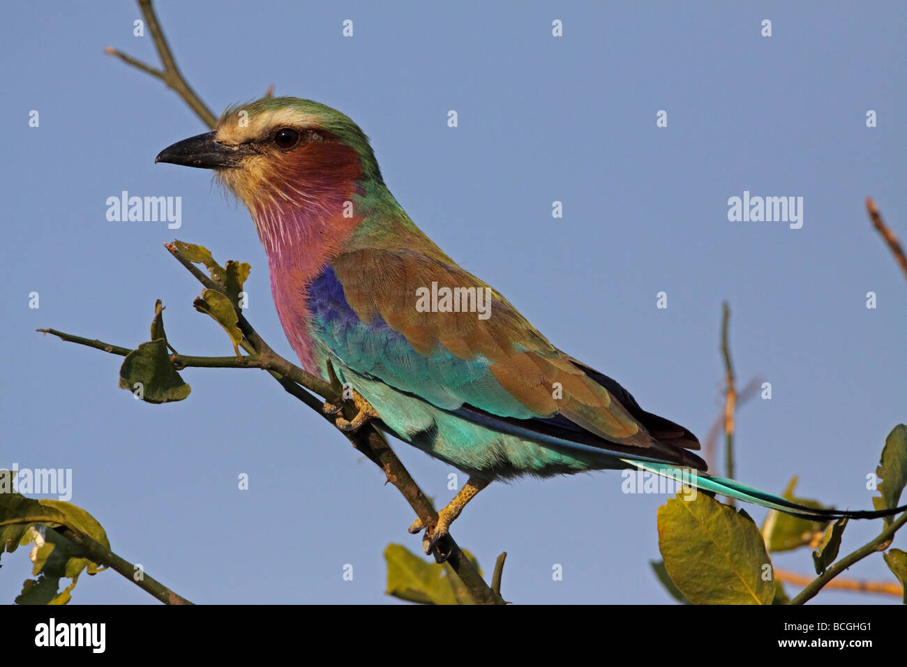 Lila-breasted Roller (Coracias caudatus) Banque D'Images