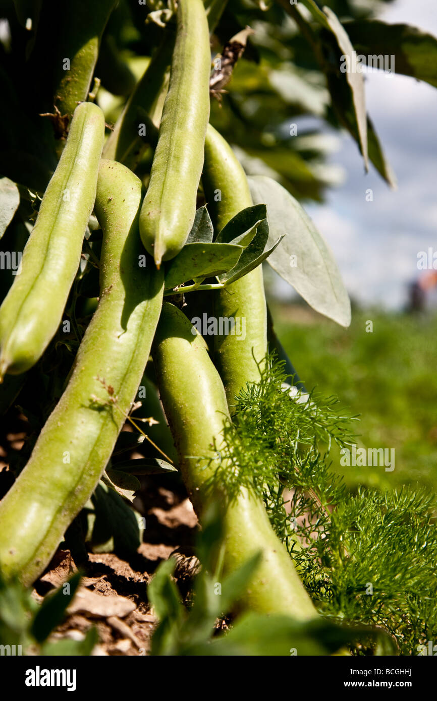 Les féveroles, poussant dans un champ, prêt à être moissonné Banque D'Images
