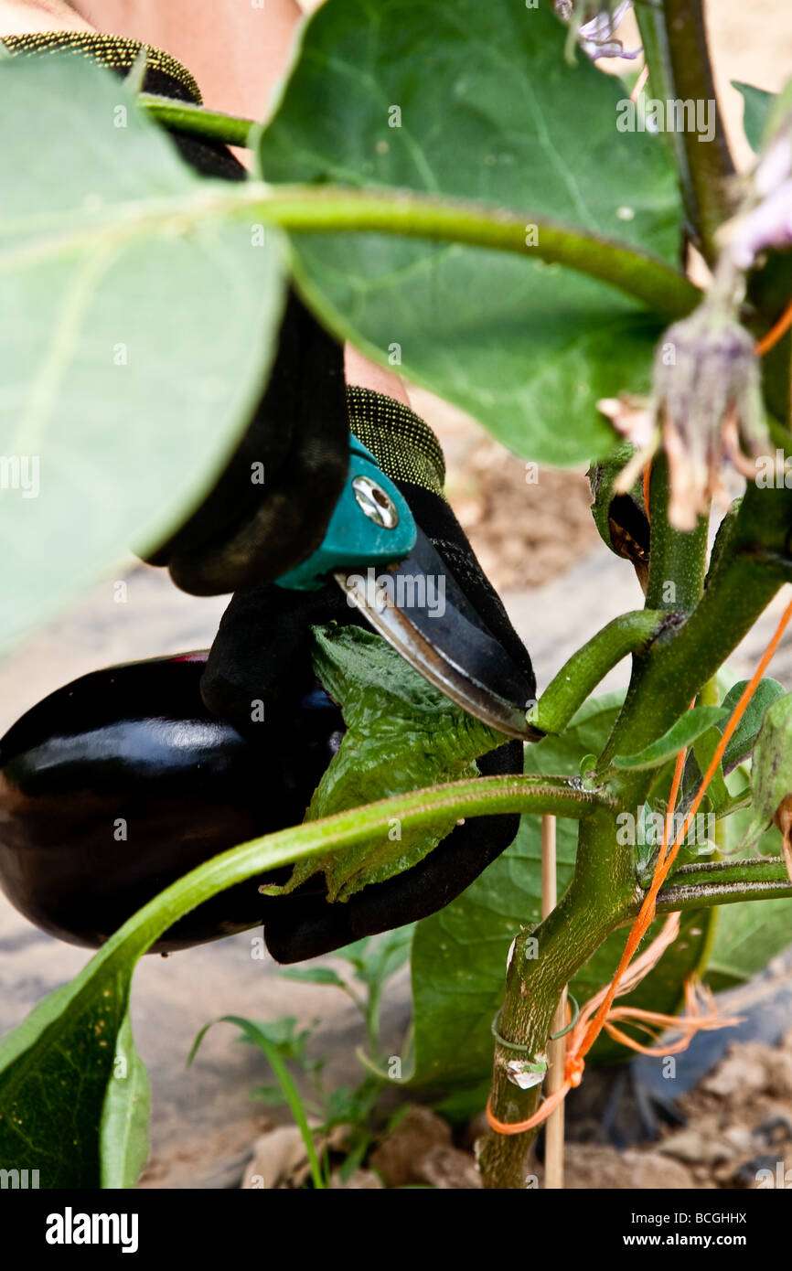 Les plantes croissant dans polytunnels Aubergine Banque D'Images
