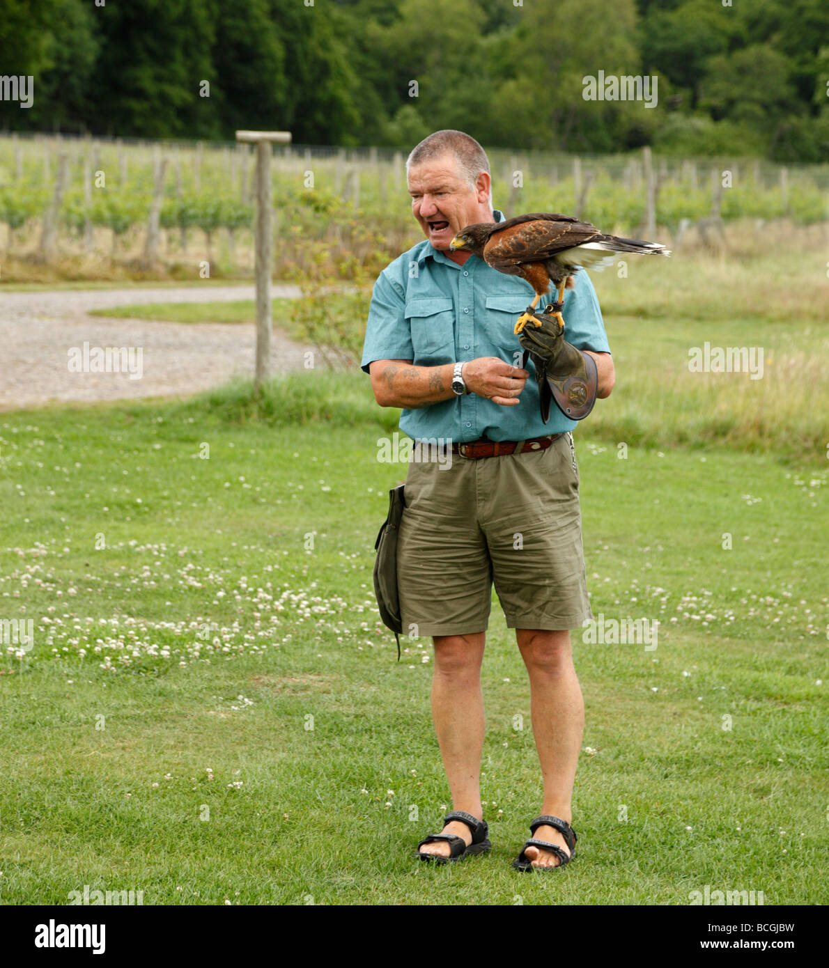 Eddie Hare, donnant une démonstration de vol avec un Harris Hawk. Groombridge, Kent, Angleterre, Royaume-Uni. Banque D'Images