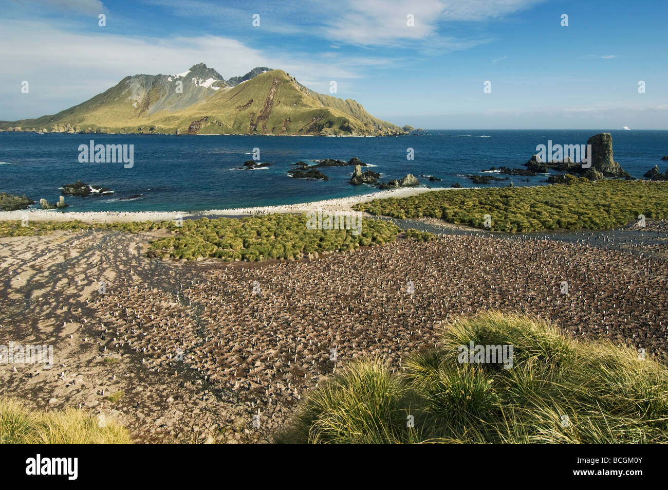 Colonie de Manchots à Jugulaire (Pygoscelis antarctica) Cooper Bay, South Georgia Island, Cooper Island derrière Banque D'Images