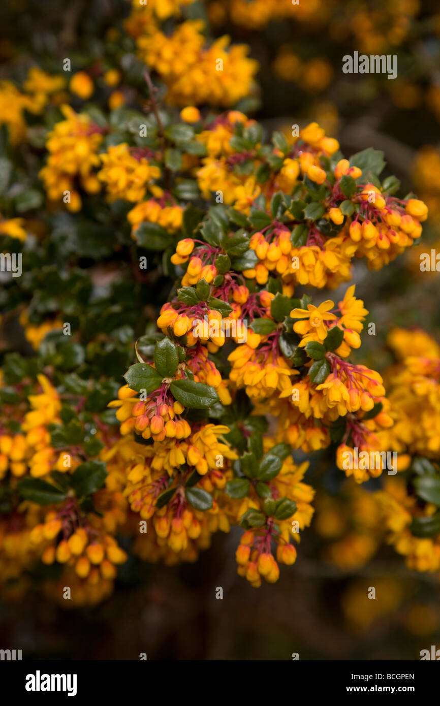 Berberis darwinii fleurs printemps Cornwall Banque D'Images