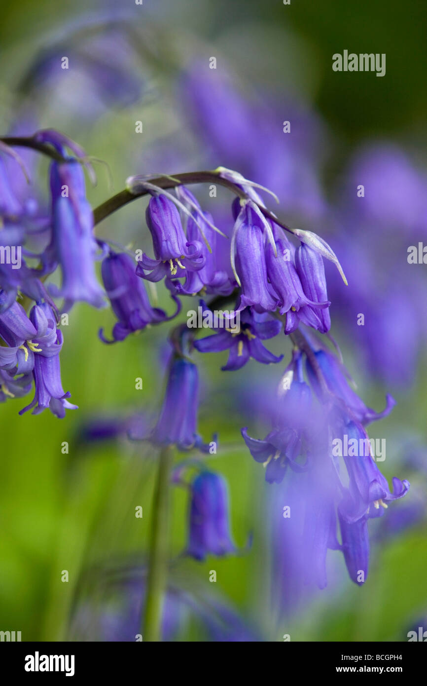 Bluebell Hyacinthoides non scripta printemps Cornwall Banque D'Images