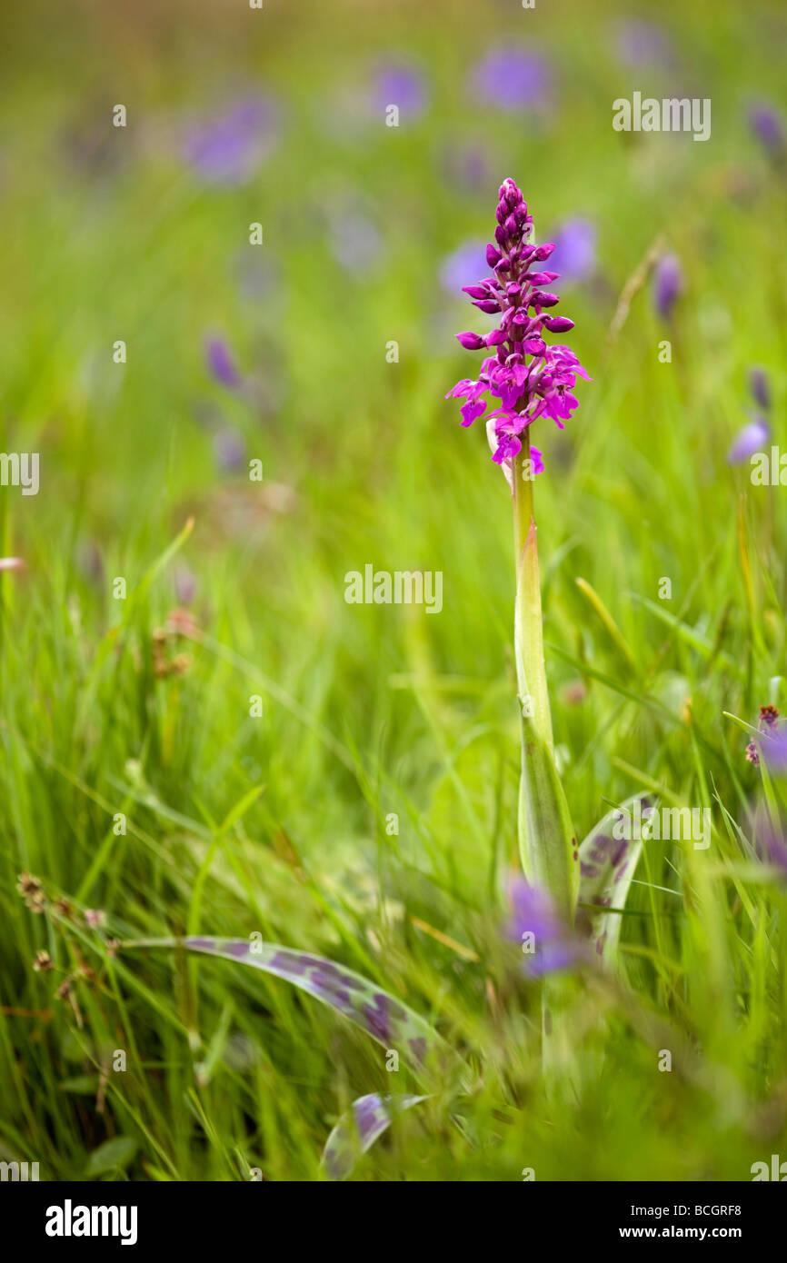 Early Purple orchid Orchis mascula Cornwall Banque D'Images