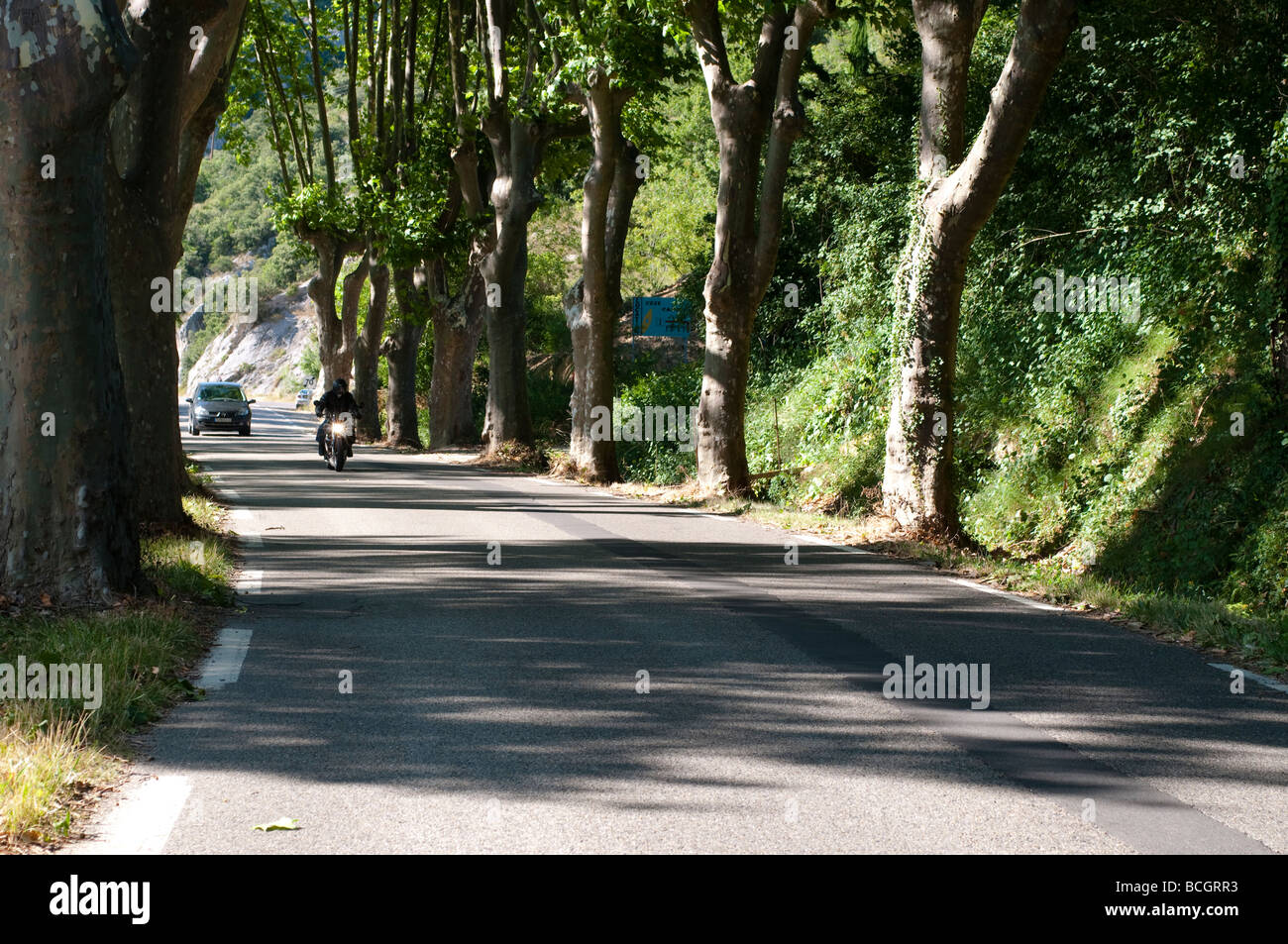 La conduite dans le Languedoc de platanes sur les deux côtés de la route France Banque D'Images